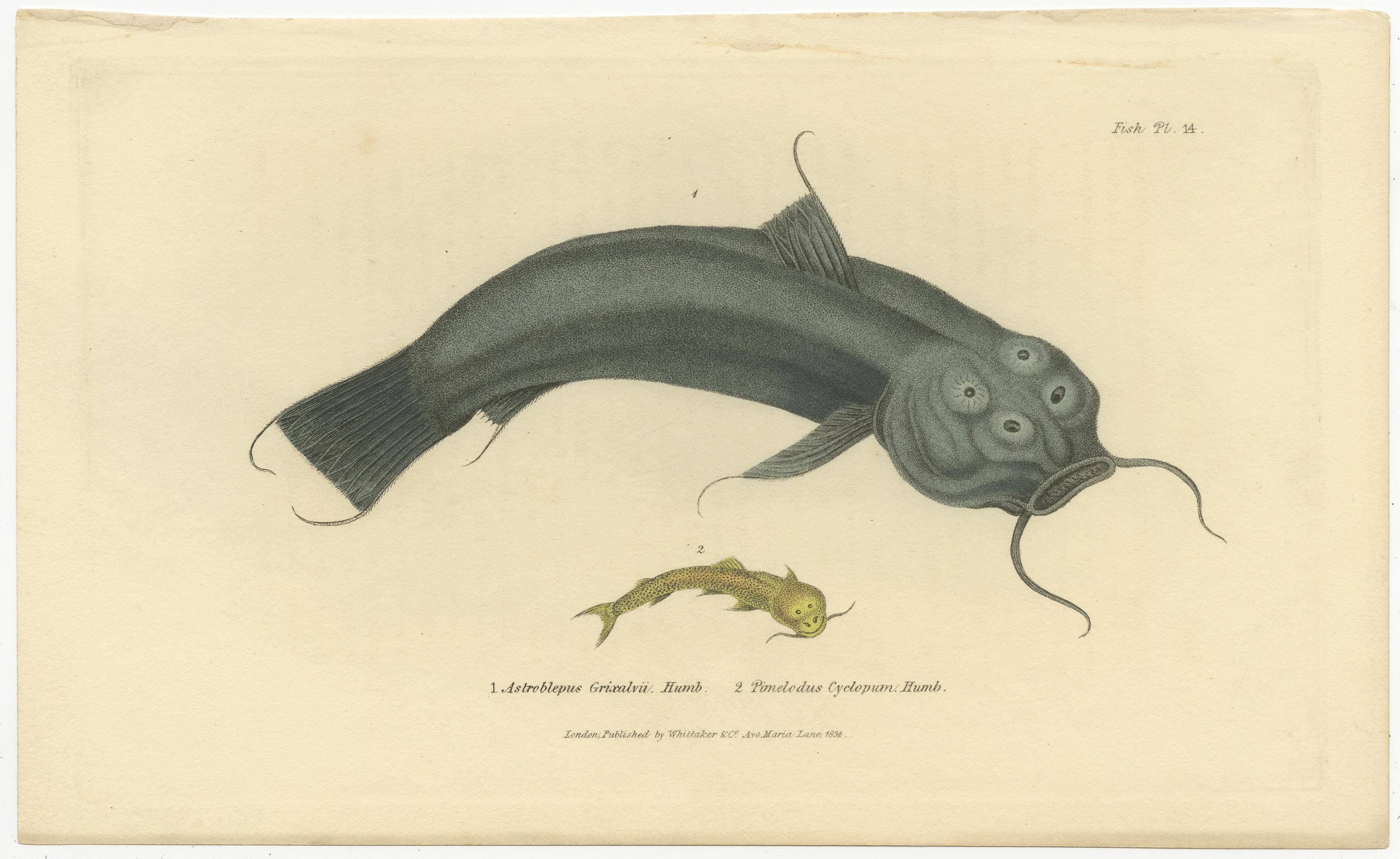 Antique Print with Hand Coloring of Catfish species In Good Condition For Sale In Langweer, NL
