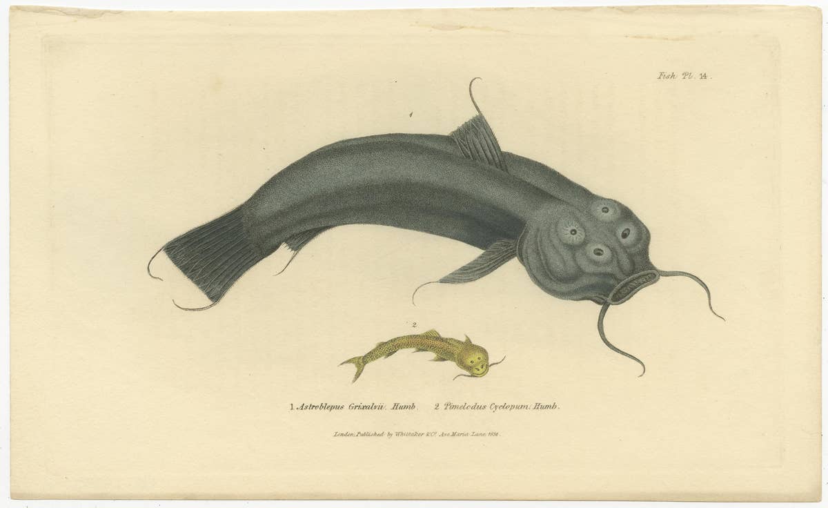 Antique Print with Hand Coloring of Catfish species