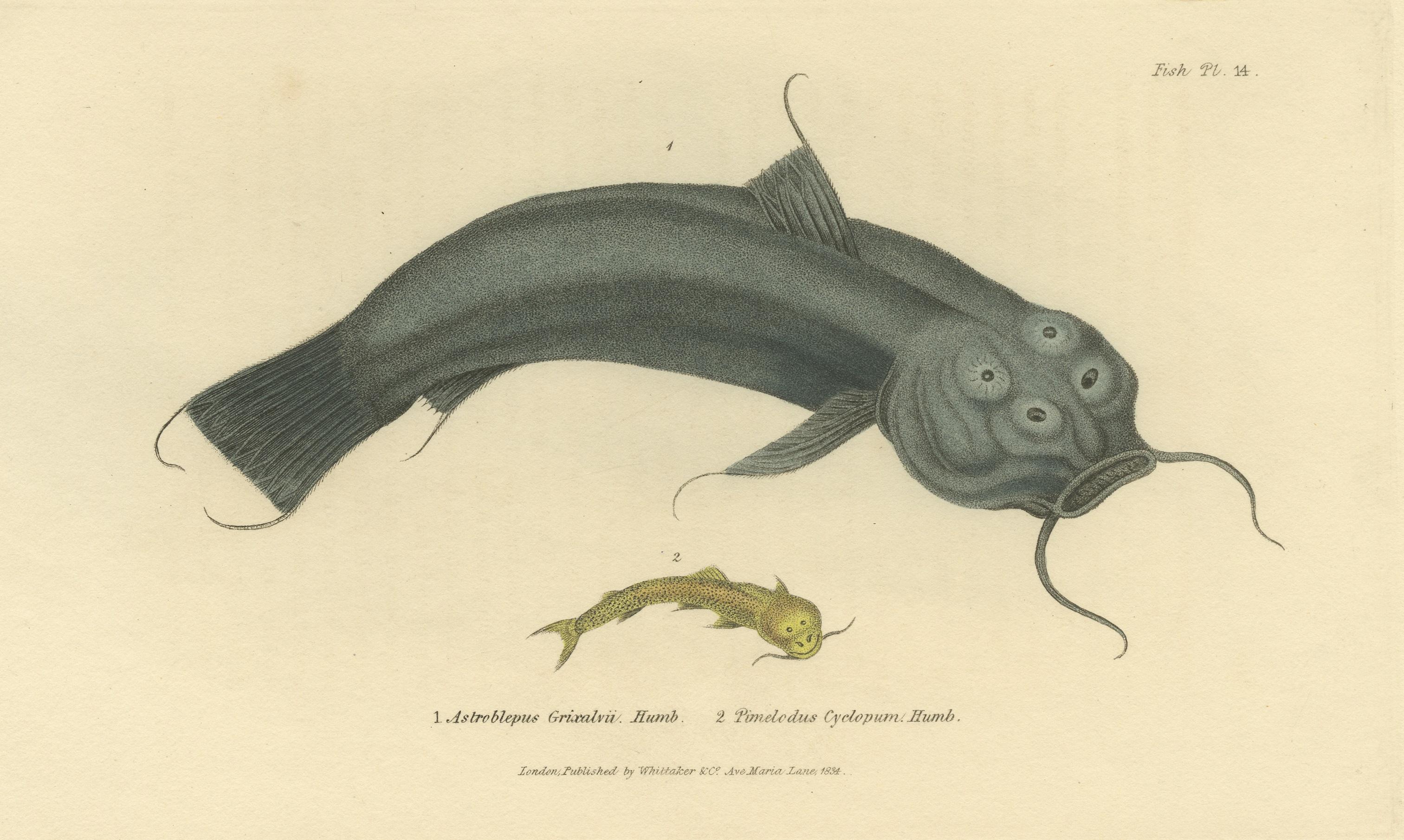 19th Century Antique Print with Hand Coloring of Catfish species For Sale