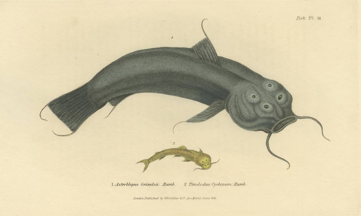 Antique Print with Hand Coloring of Catfish species