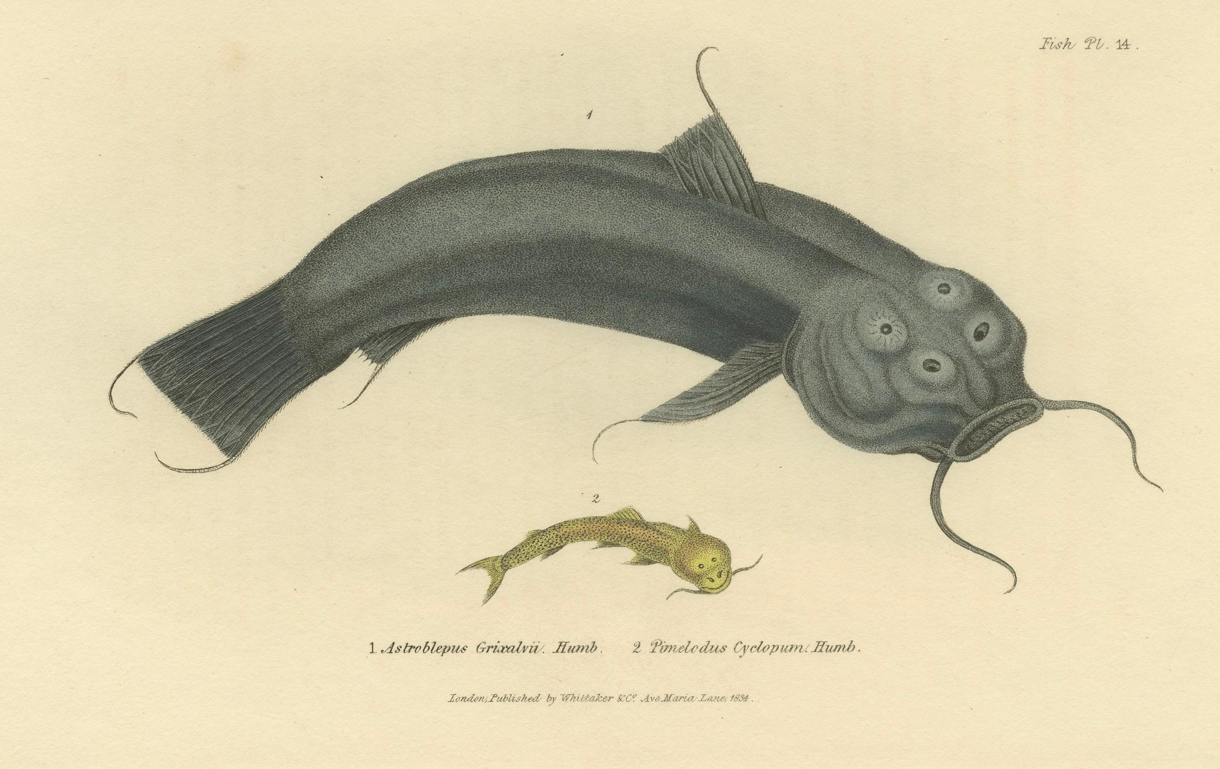 Paper Antique Print with Hand Coloring of Catfish species For Sale
