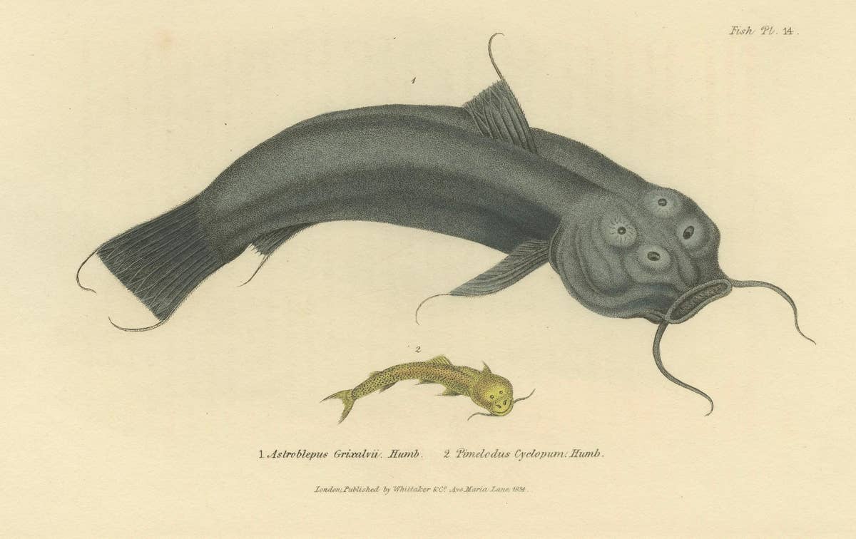Antique Print with Hand Coloring of Catfish species
