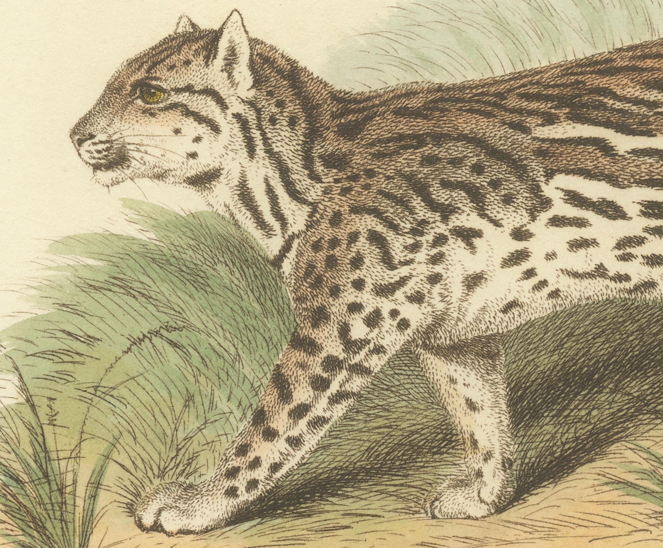 The engraving presents an ocelot, scientific name Leopardus pardalis, in a naturalistic setting, illustrating the animal in mid-stride, which showcases its spotted coat and muscular build. The ocelot's gaze is directed forward, imbuing the image