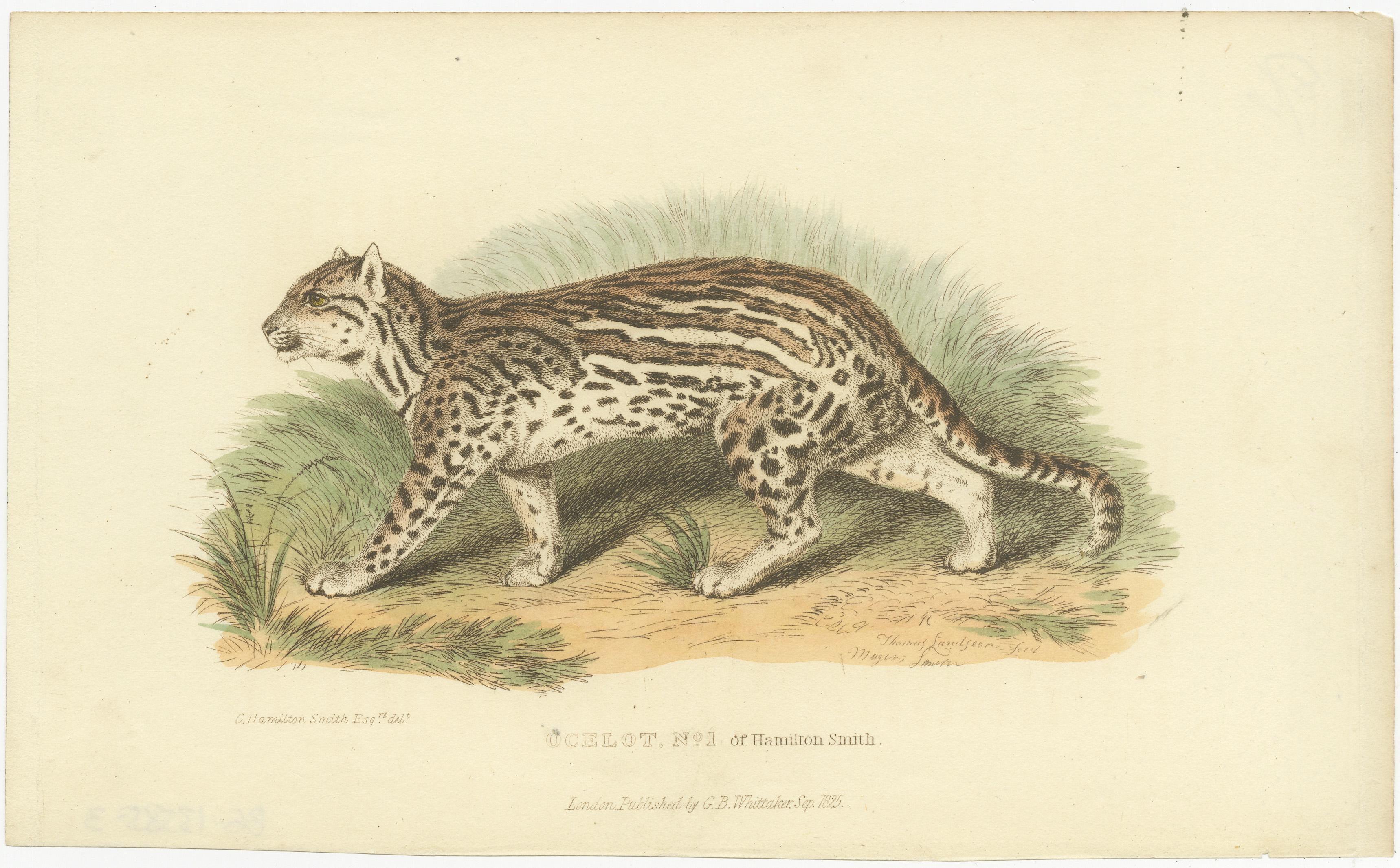 Antique Print with Hand Coloring of Ocelot, Leopardus Pardalis, 1825 In Good Condition For Sale In Langweer, NL