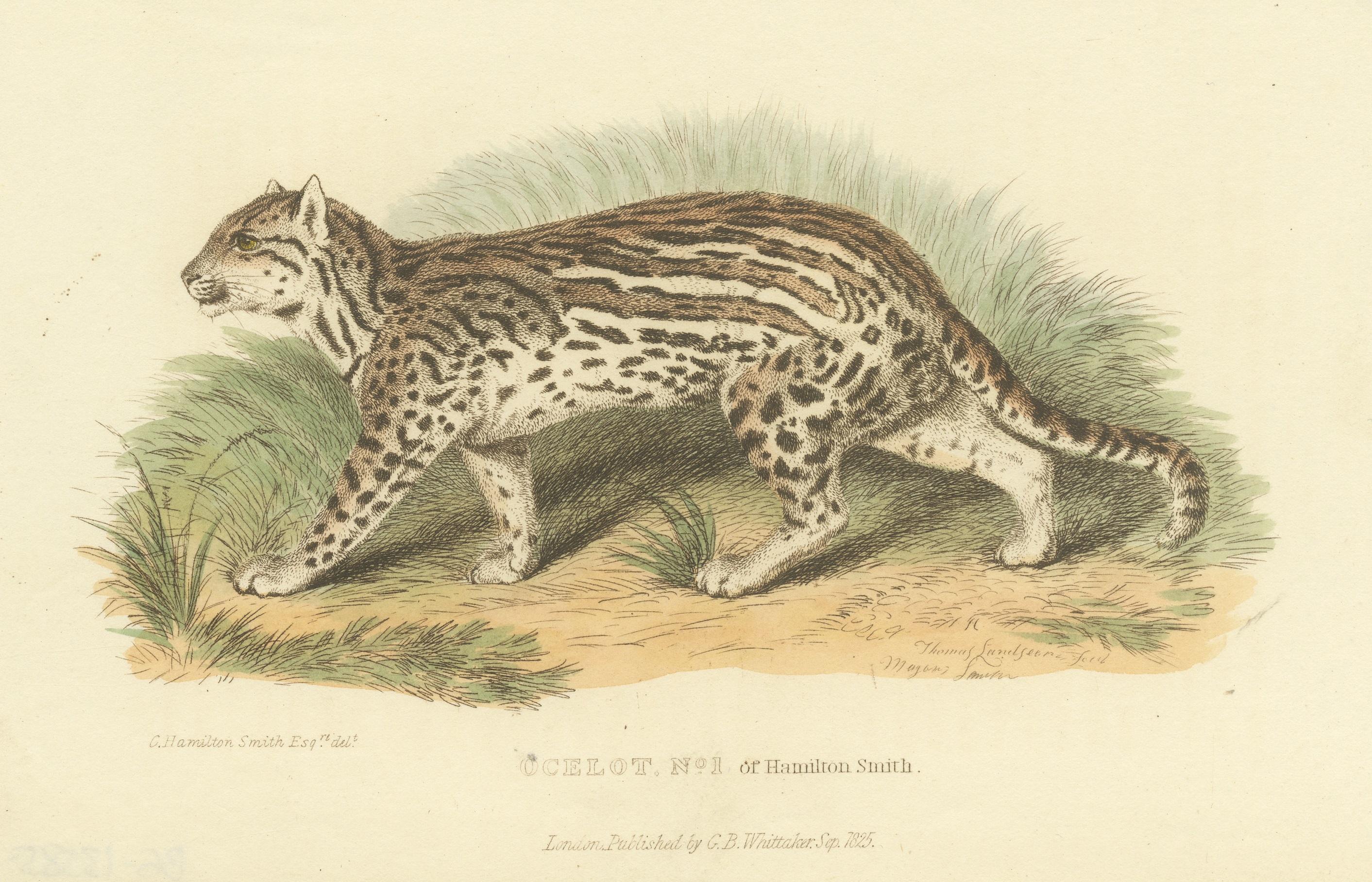 19th Century Antique Print with Hand Coloring of Ocelot, Leopardus Pardalis, 1825 For Sale