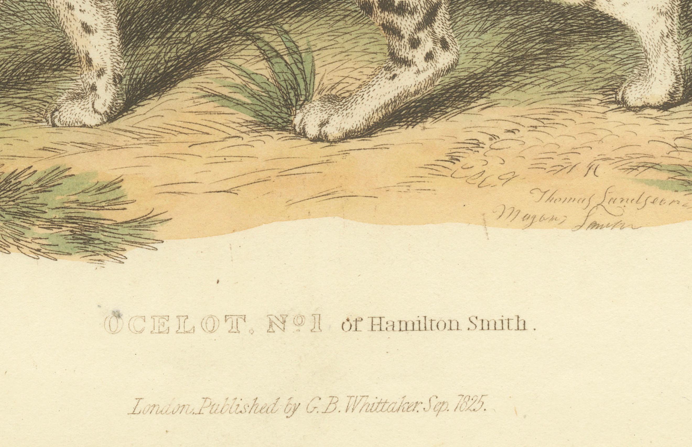 Paper Antique Print with Hand Coloring of Ocelot, Leopardus Pardalis, 1825 For Sale