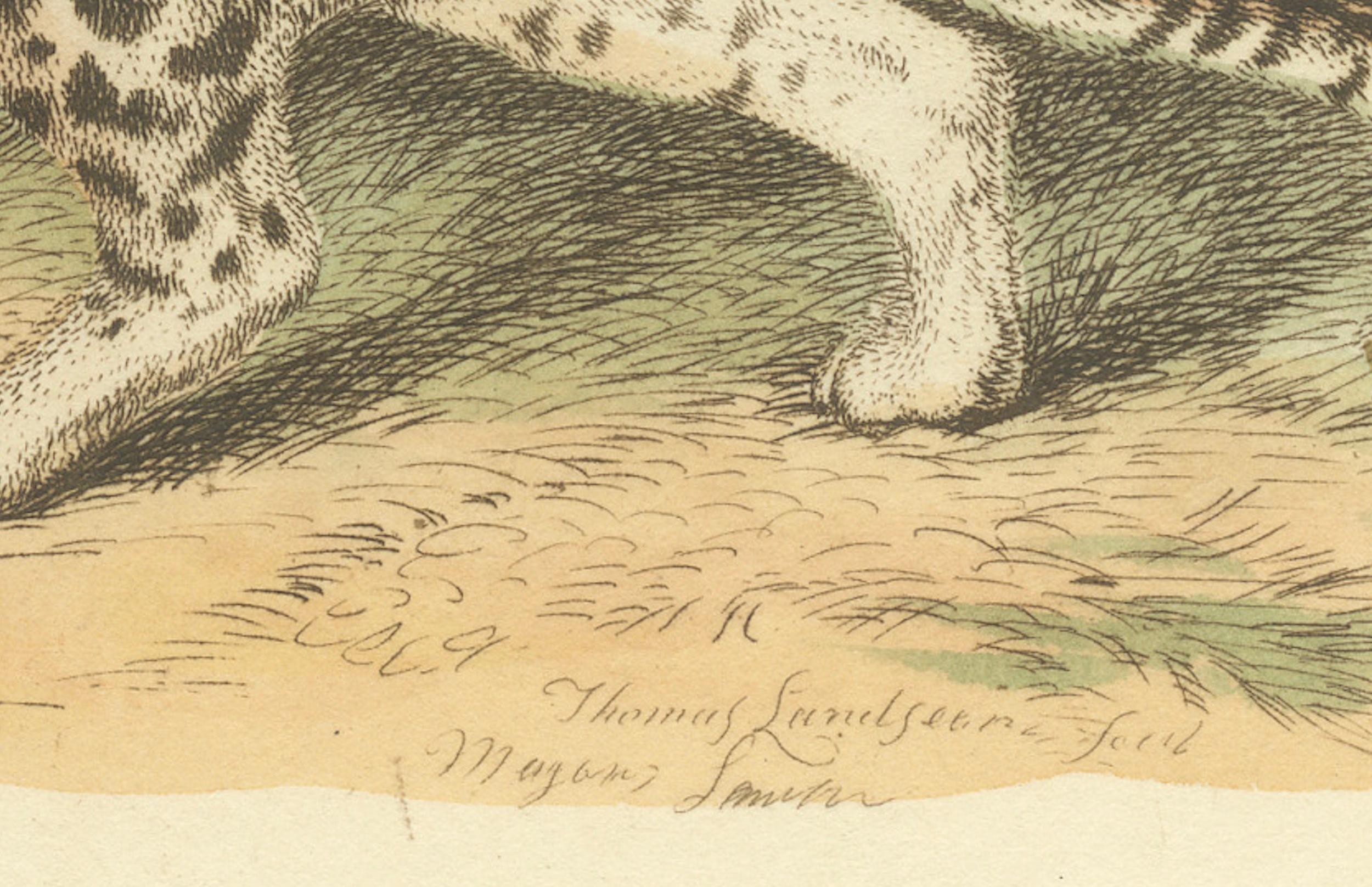 Antique Print with Hand Coloring of Ocelot, Leopardus Pardalis, 1825 For Sale 1