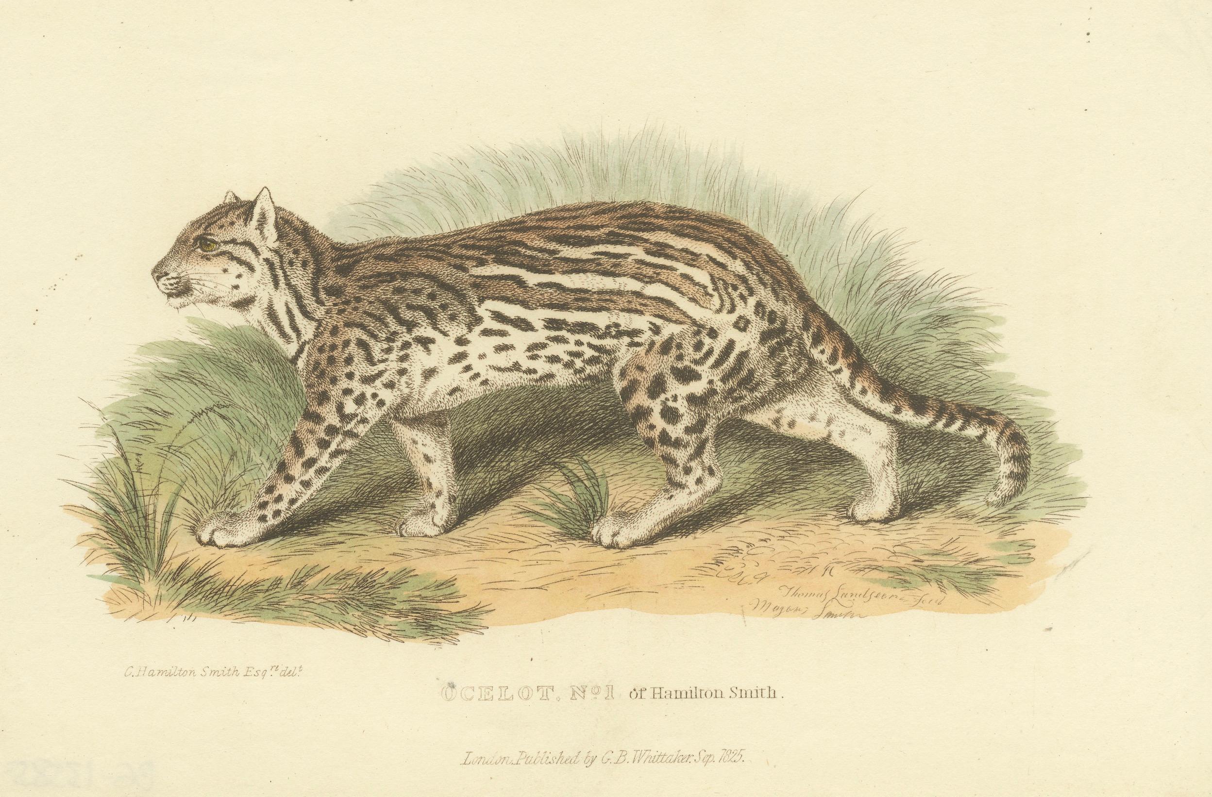 Antique Print with Hand Coloring of Ocelot, Leopardus Pardalis, 1825 For Sale 2