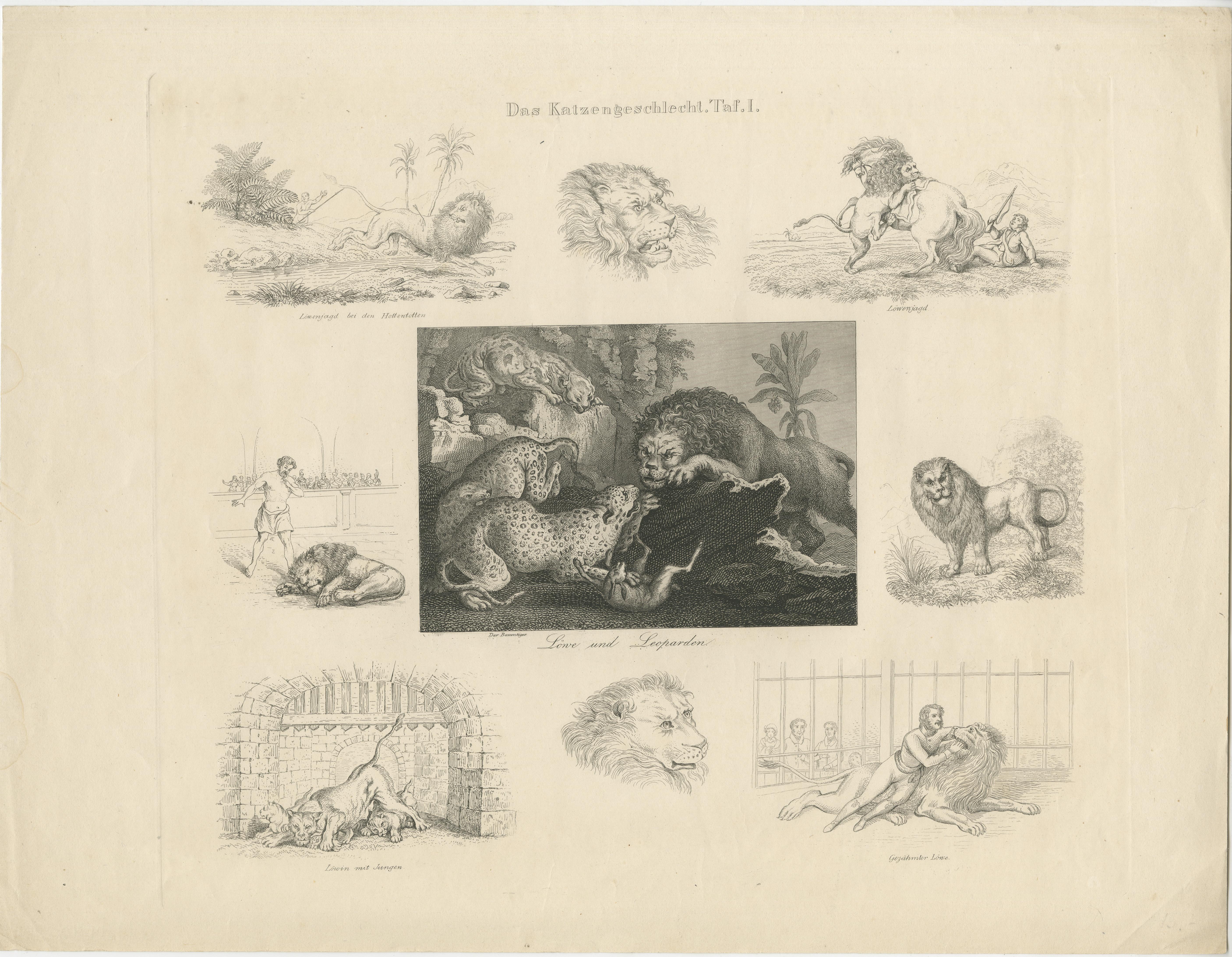 Antique print titled 'Das Katzengeschlecht'. Steel engraving with nine illustrations of various lions and leopards. Published circa 1860.