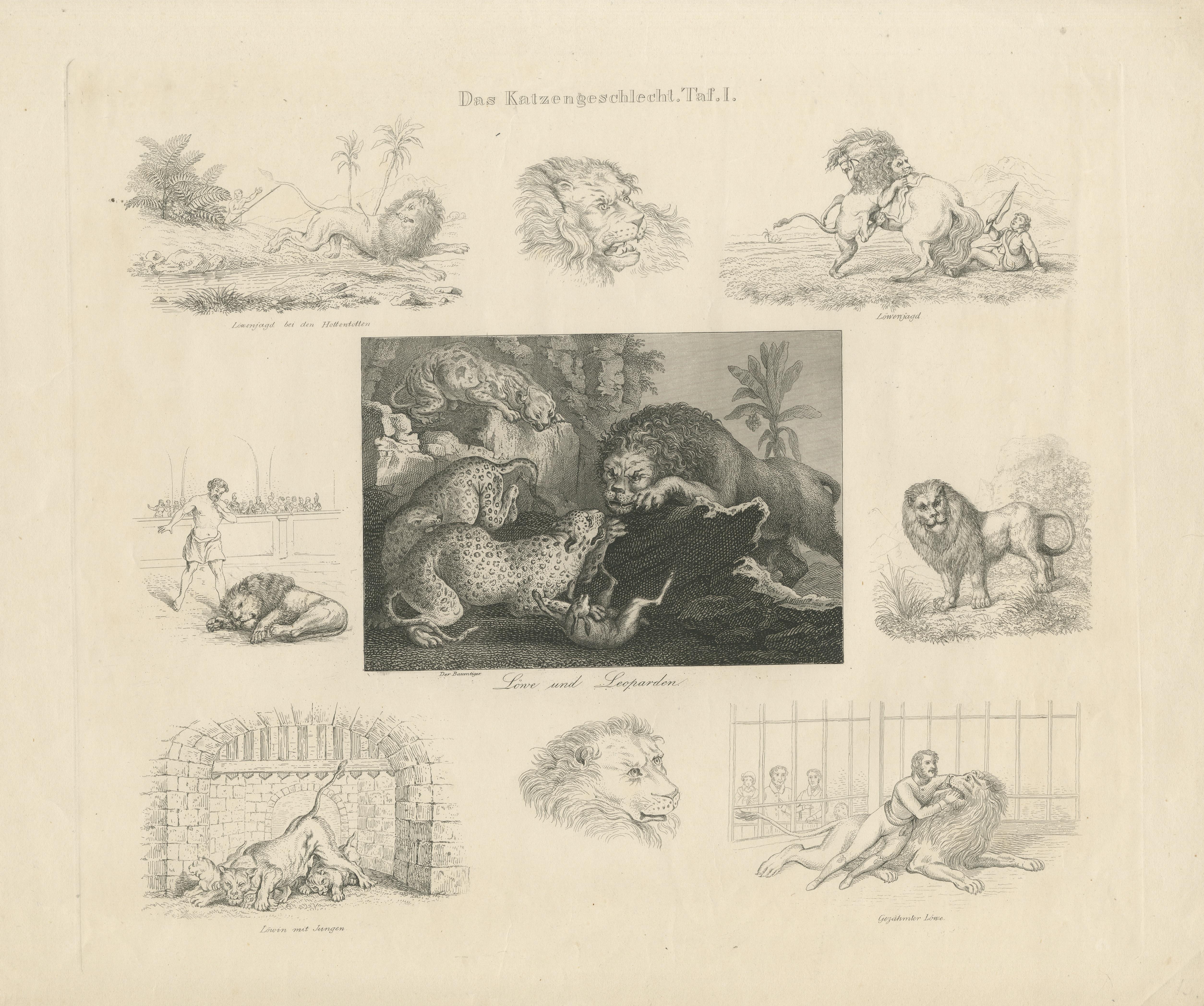Antique Print with Nine Illustrations of Various Lions and Leopards In Fair Condition For Sale In Langweer, NL