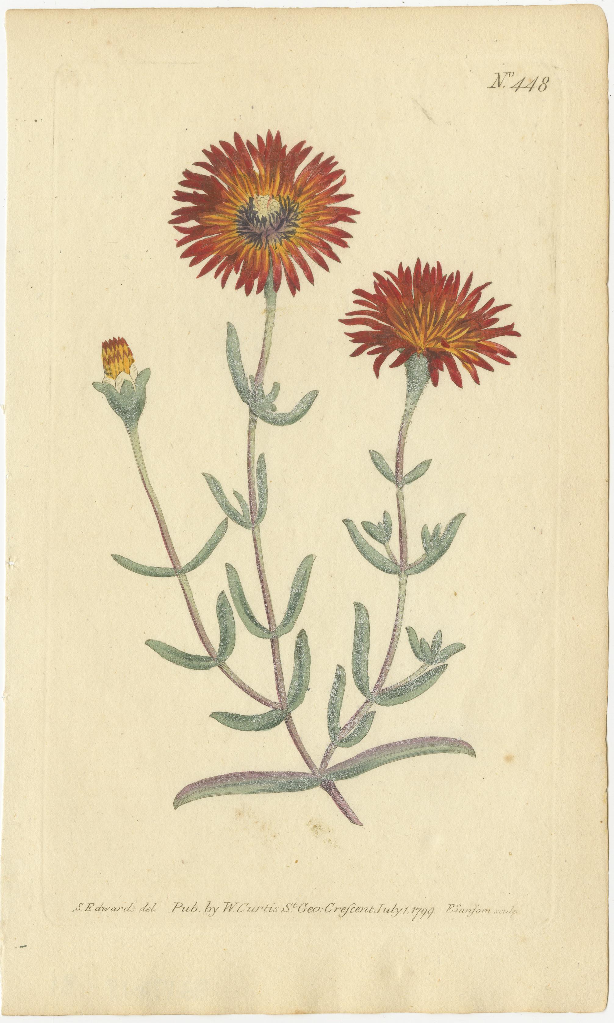 Antique Prints of Red Gladiolus, Purple Gerbera Daisy, and Pink Canna Lily, 1799

This exquisite collection of handcolored copperplate engravings from 1799 features three vibrant botanical illustrations: Red Gladiolus, Purple Gerbera Daisy, and Pink