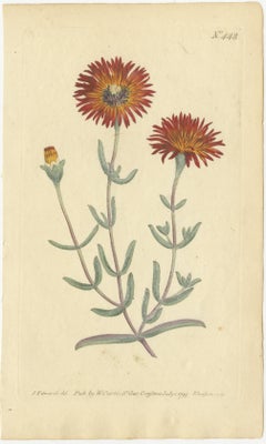 Antique Prints of Red Gladiolus, Purple Gerbera Daisy and Pink Canna Lily, 1799