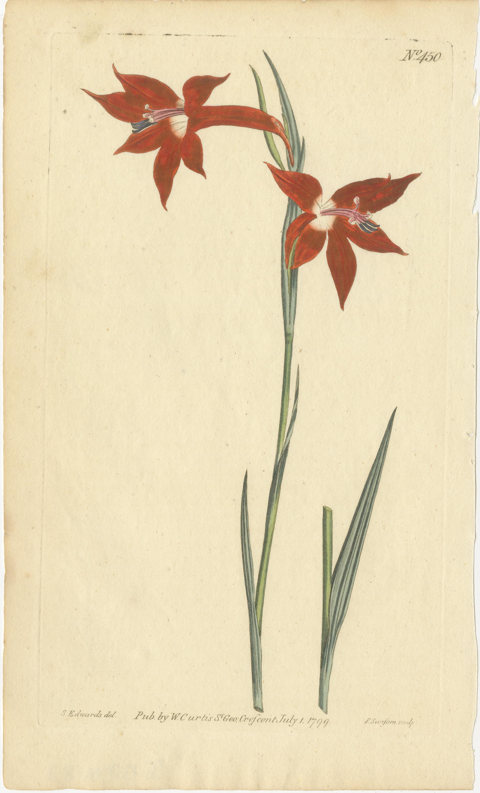 Antique Prints of Red Gladiolus, Purple Gerbera Daisy and Pink Canna Lily, 1799 In Good Condition For Sale In Langweer, NL