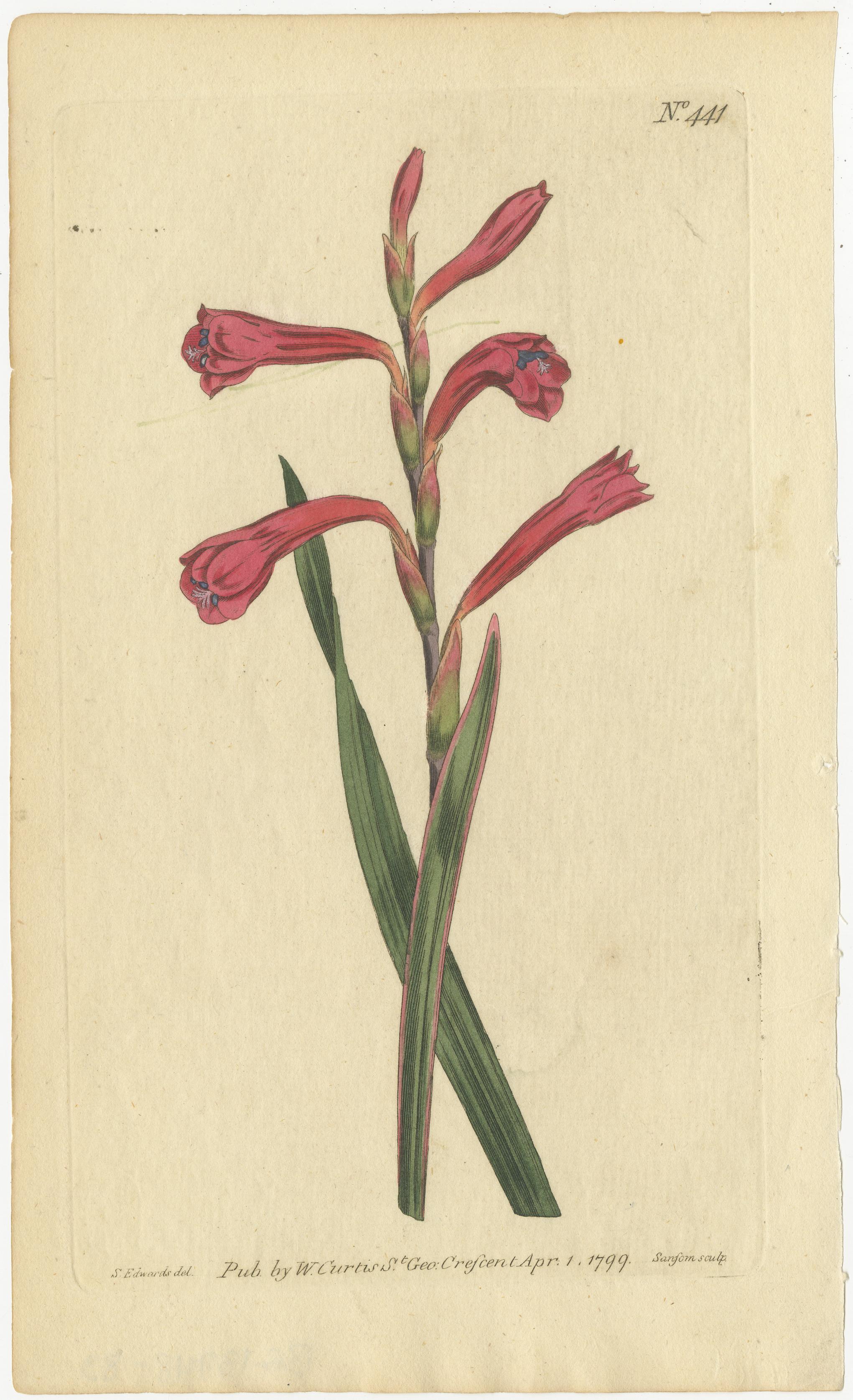 Late 18th Century Antique Prints of Red Gladiolus, Purple Gerbera Daisy and Pink Canna Lily, 1799 For Sale