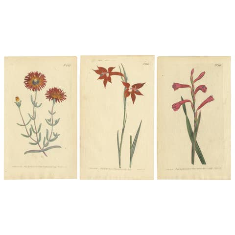 Antique Prints of Red Gladiolus, Purple Gerbera Daisy and Pink Canna Lily, 1799