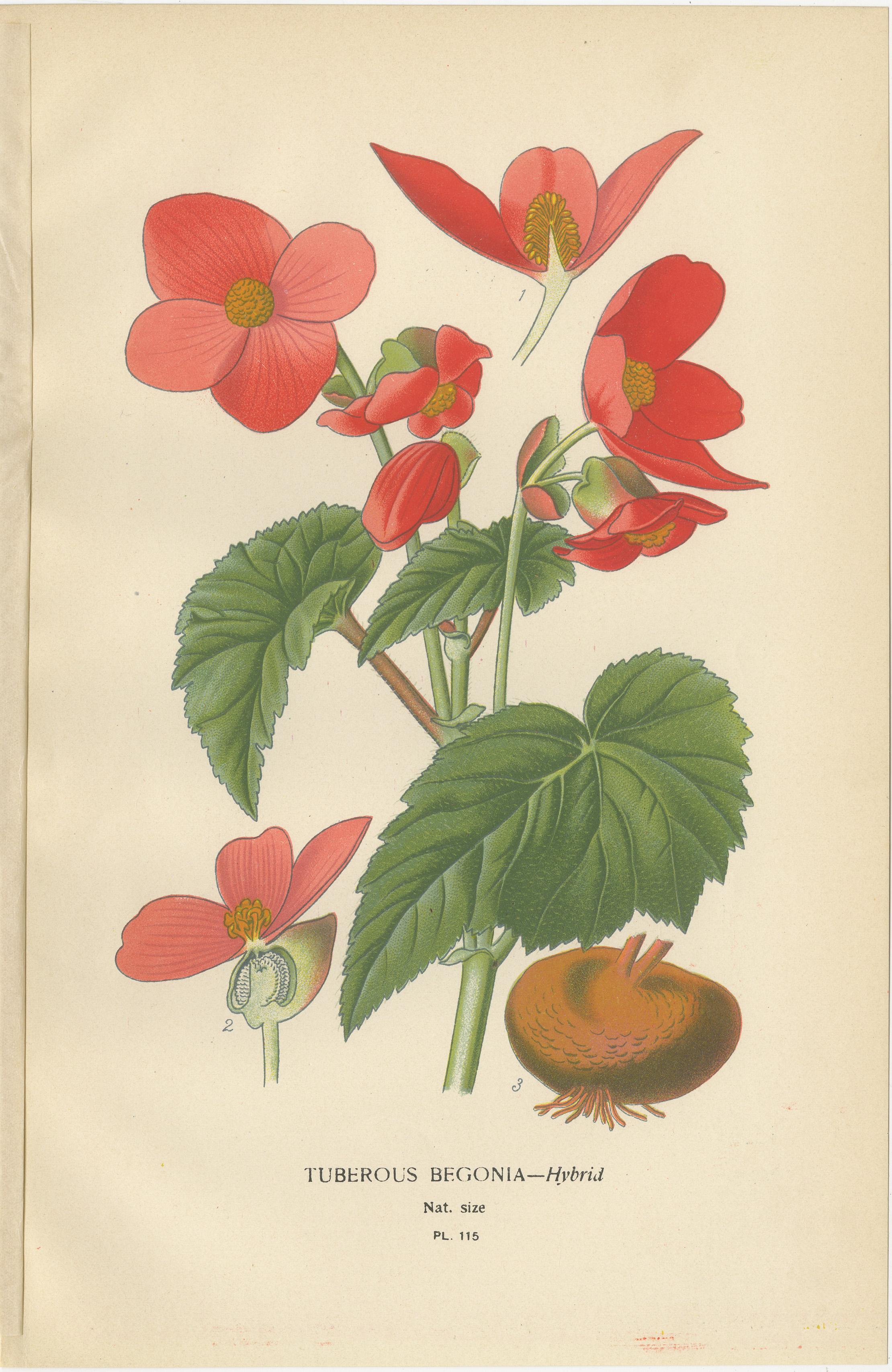Trio of Antique Botanical Prints: Tuberous Begonia, Mammillaria Cactus & Rat's-Tail Cactus  

This extraordinary set of antique botanical prints showcases three fascinating plants: 