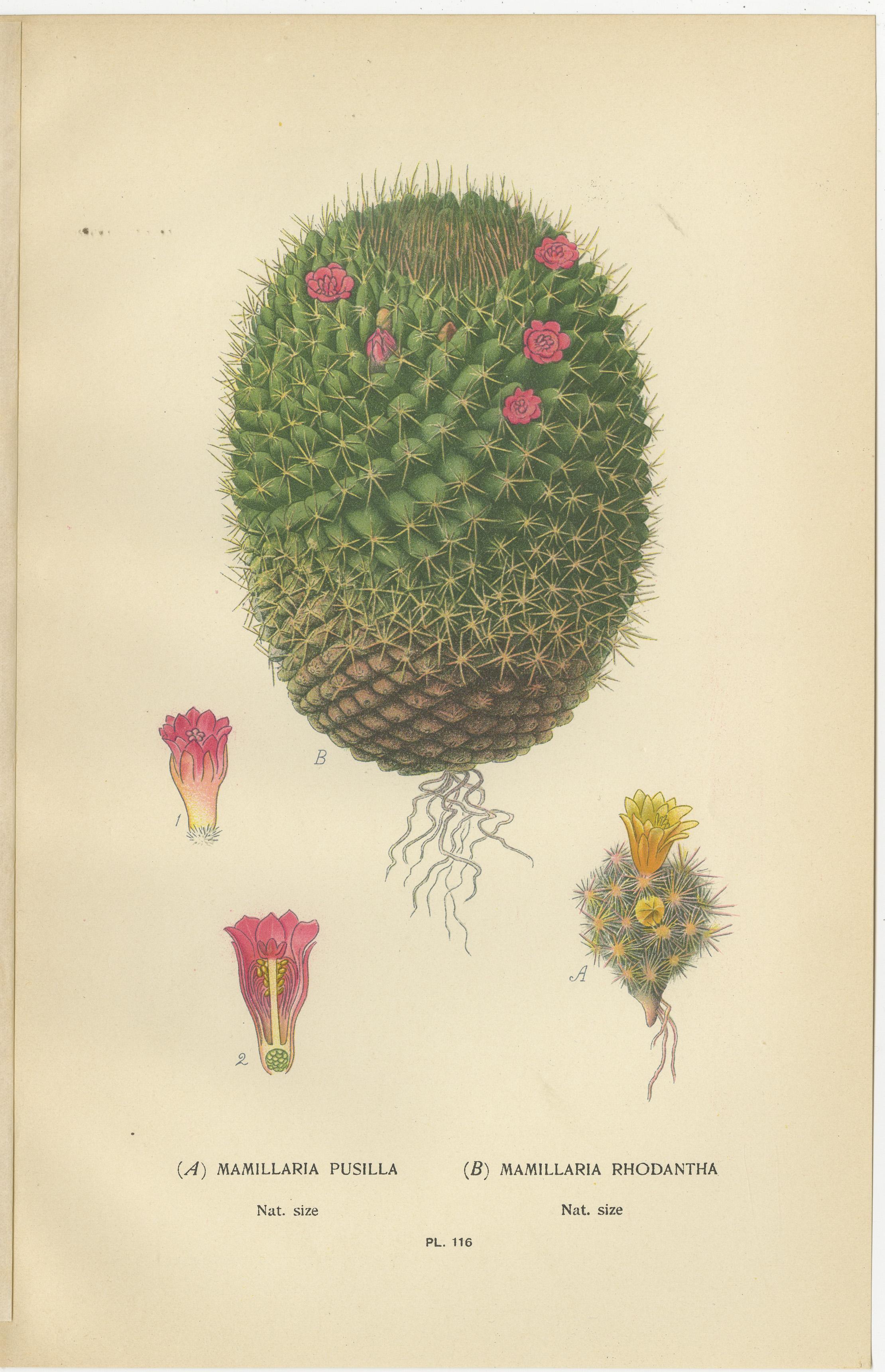 Antique Prints: Tuberous Begonia, Mammillaria Cactus & Rat's-Tail Cactus, 1897 In Good Condition For Sale In Langweer, NL