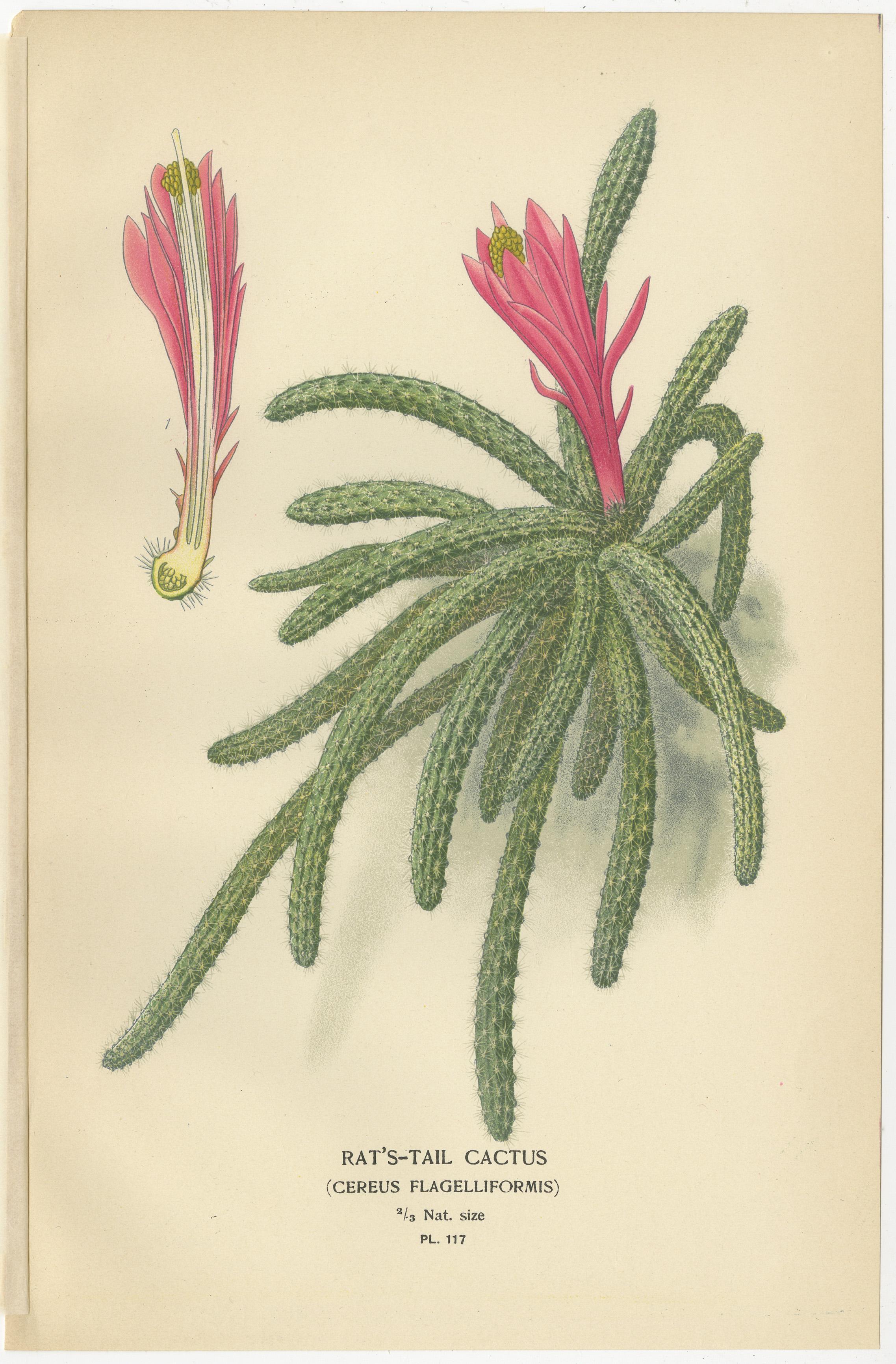 Late 19th Century Antique Prints: Tuberous Begonia, Mammillaria Cactus & Rat's-Tail Cactus, 1897 For Sale