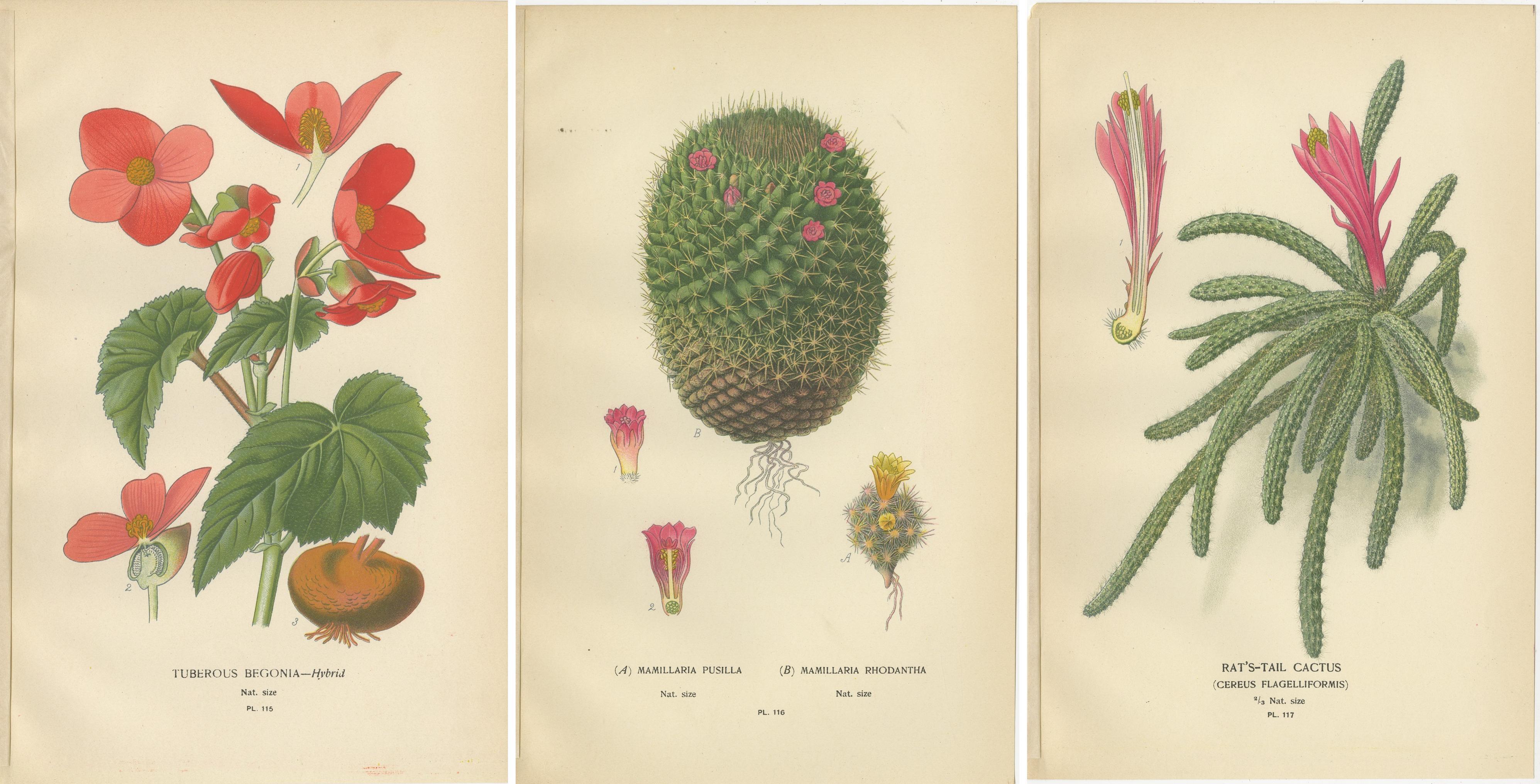 Paper Antique Prints: Tuberous Begonia, Mammillaria Cactus & Rat's-Tail Cactus, 1897 For Sale