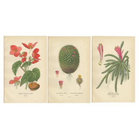 Antique Prints: Tuberous Begonia, Mammillaria Cactus & Rat's-Tail Cactus, 1897