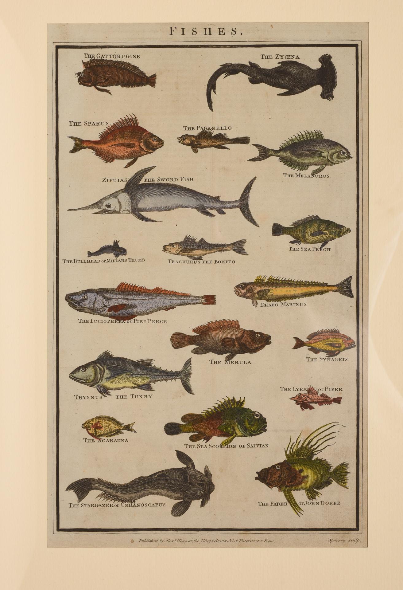 Antique Rare Prints with Fish For Sale 3