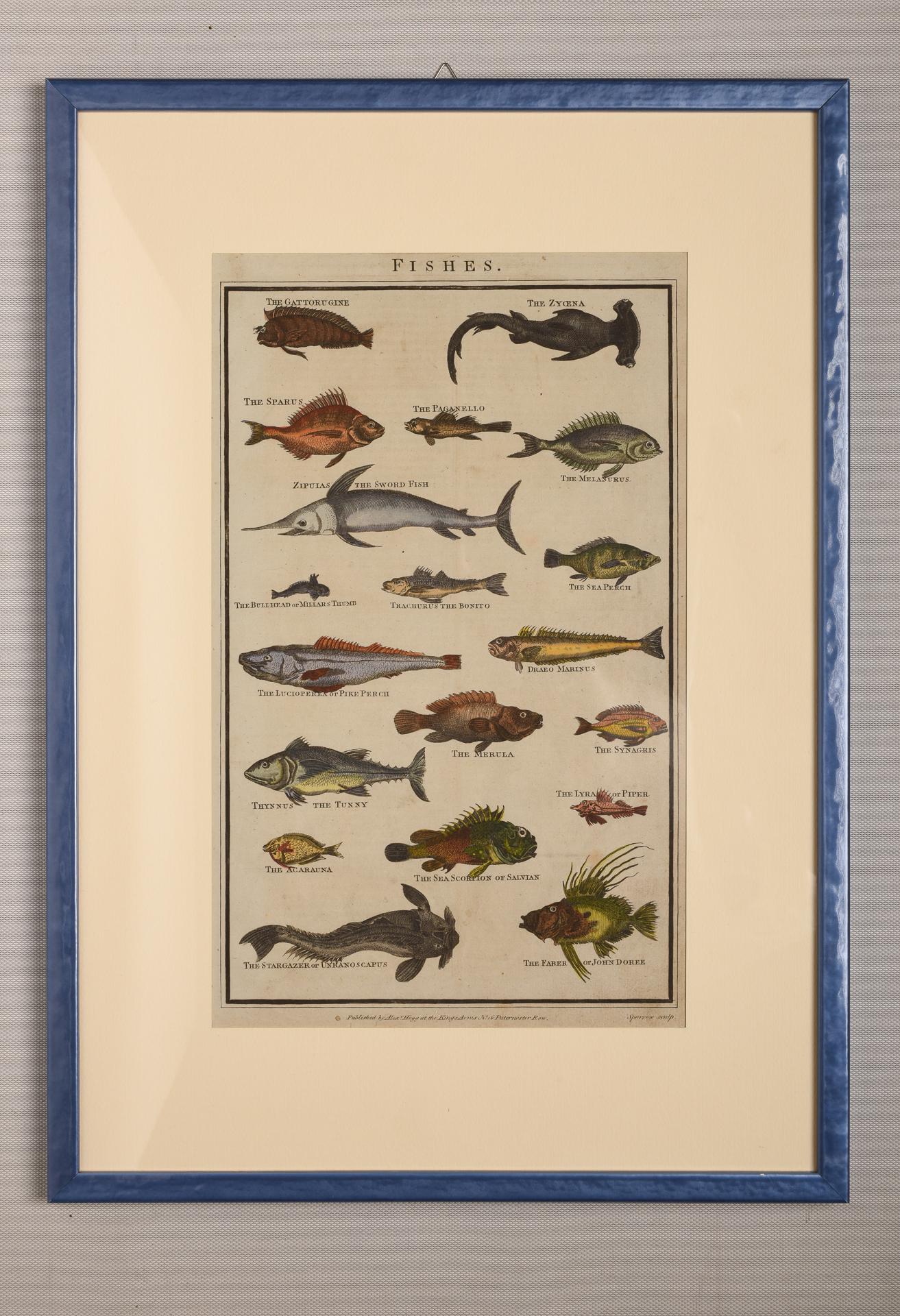 Antique Rare Prints with Fish For Sale 4