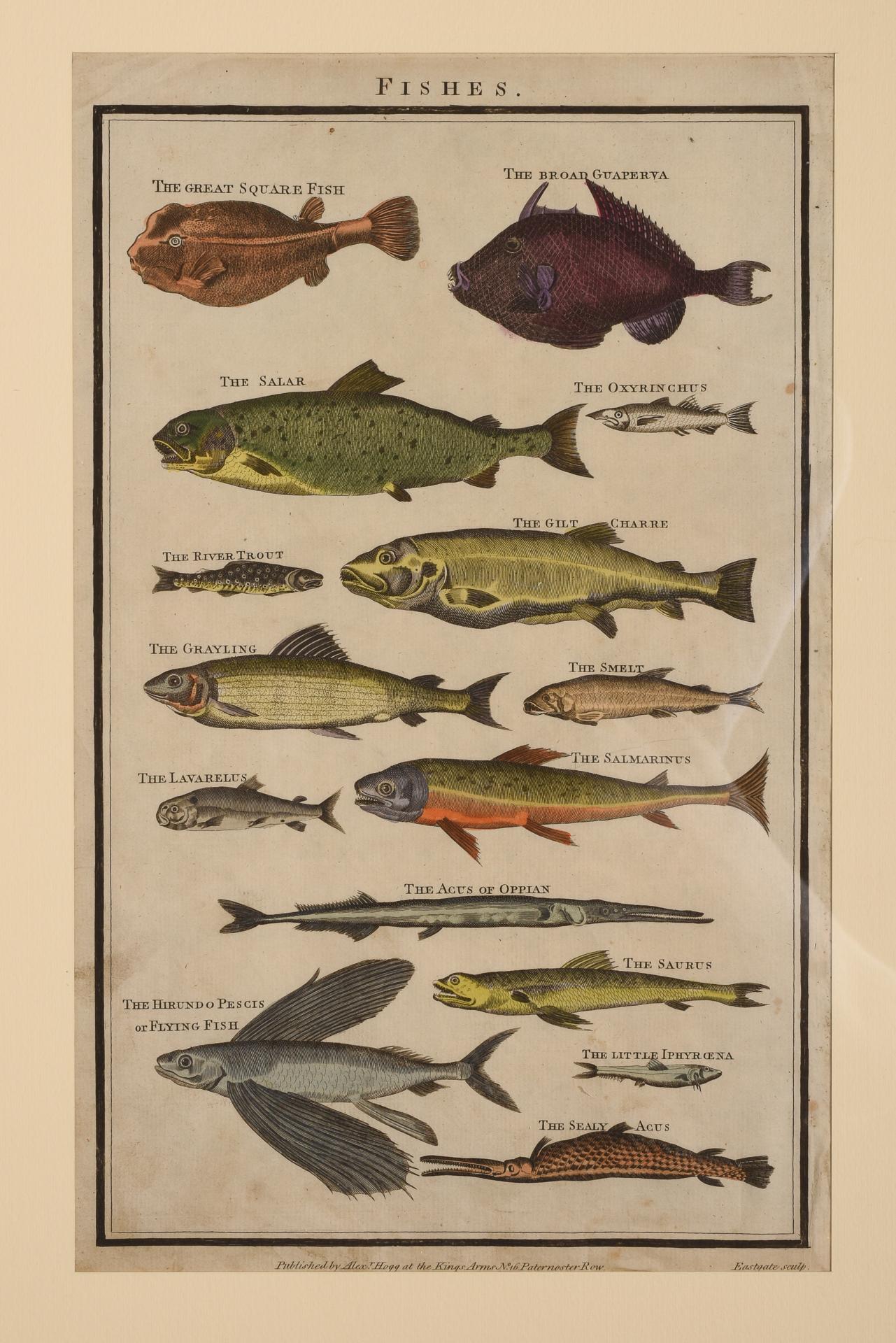 Antique Rare Prints with Fish For Sale 7