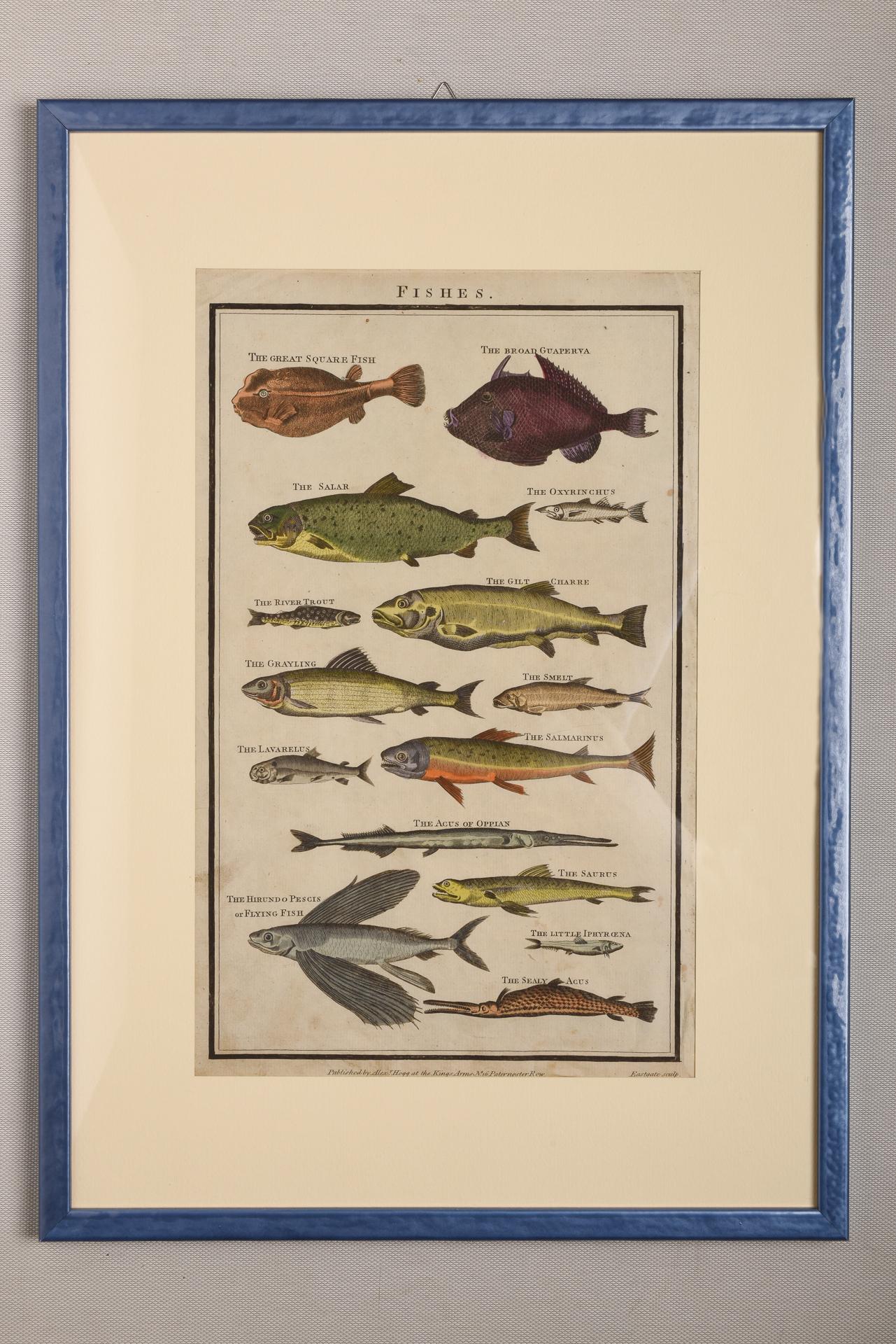 Antique Rare Prints with Fish For Sale 8