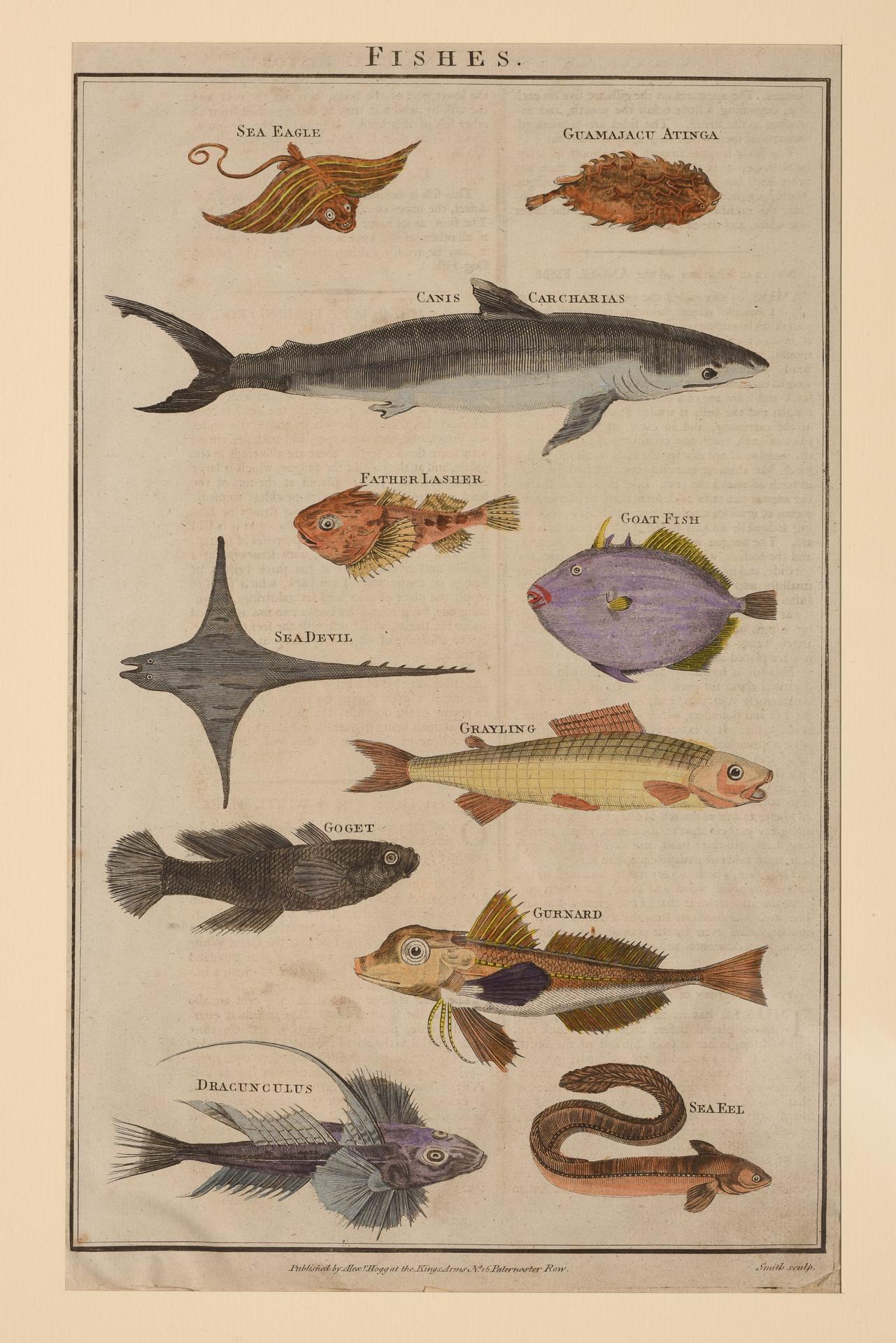 Beaux Arts Antique Rare Prints with Fish For Sale