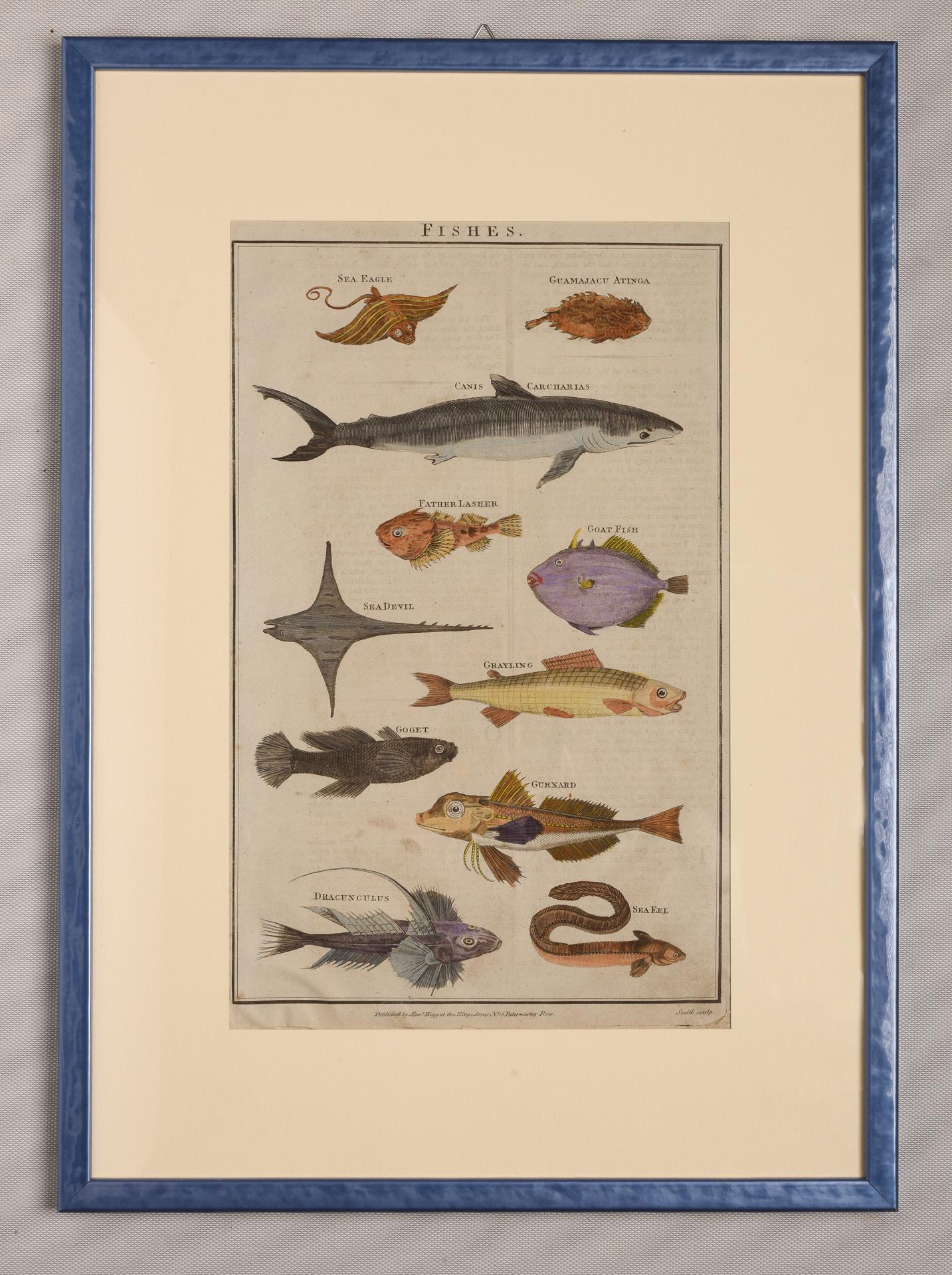 English Antique Rare Prints with Fish For Sale