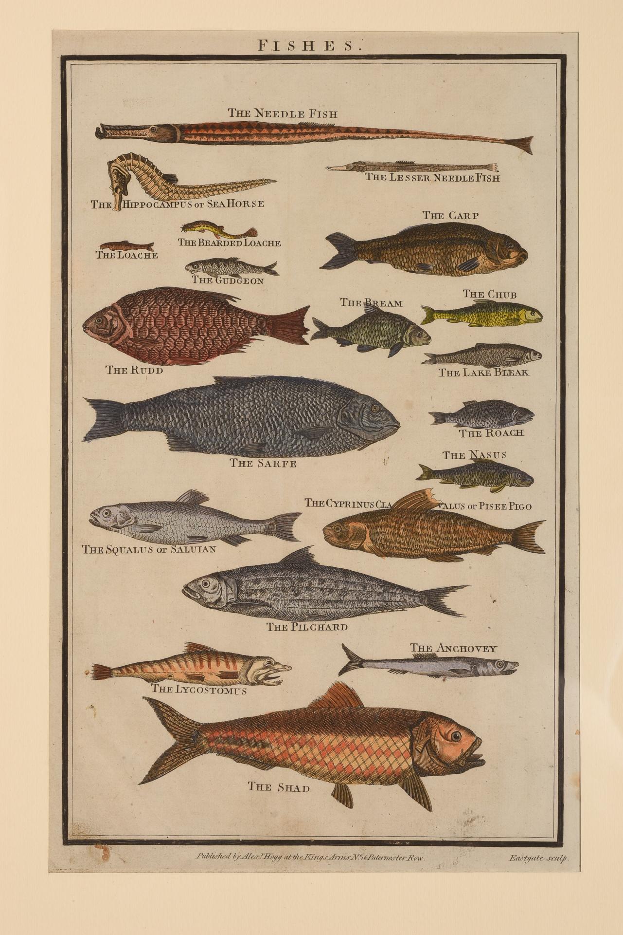 19th Century Antique Rare Prints with Fish For Sale