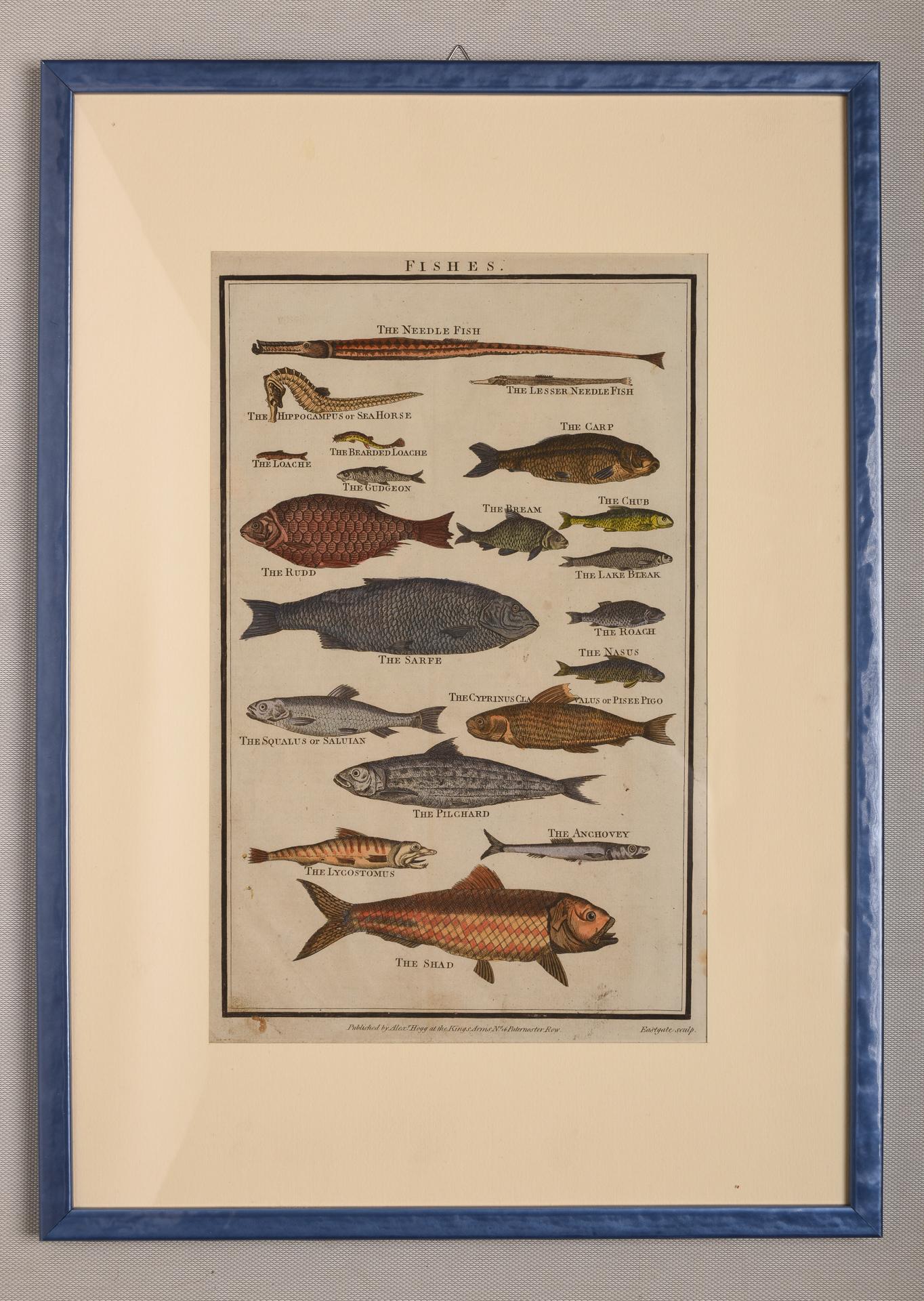 Paper Antique Rare Prints with Fish For Sale