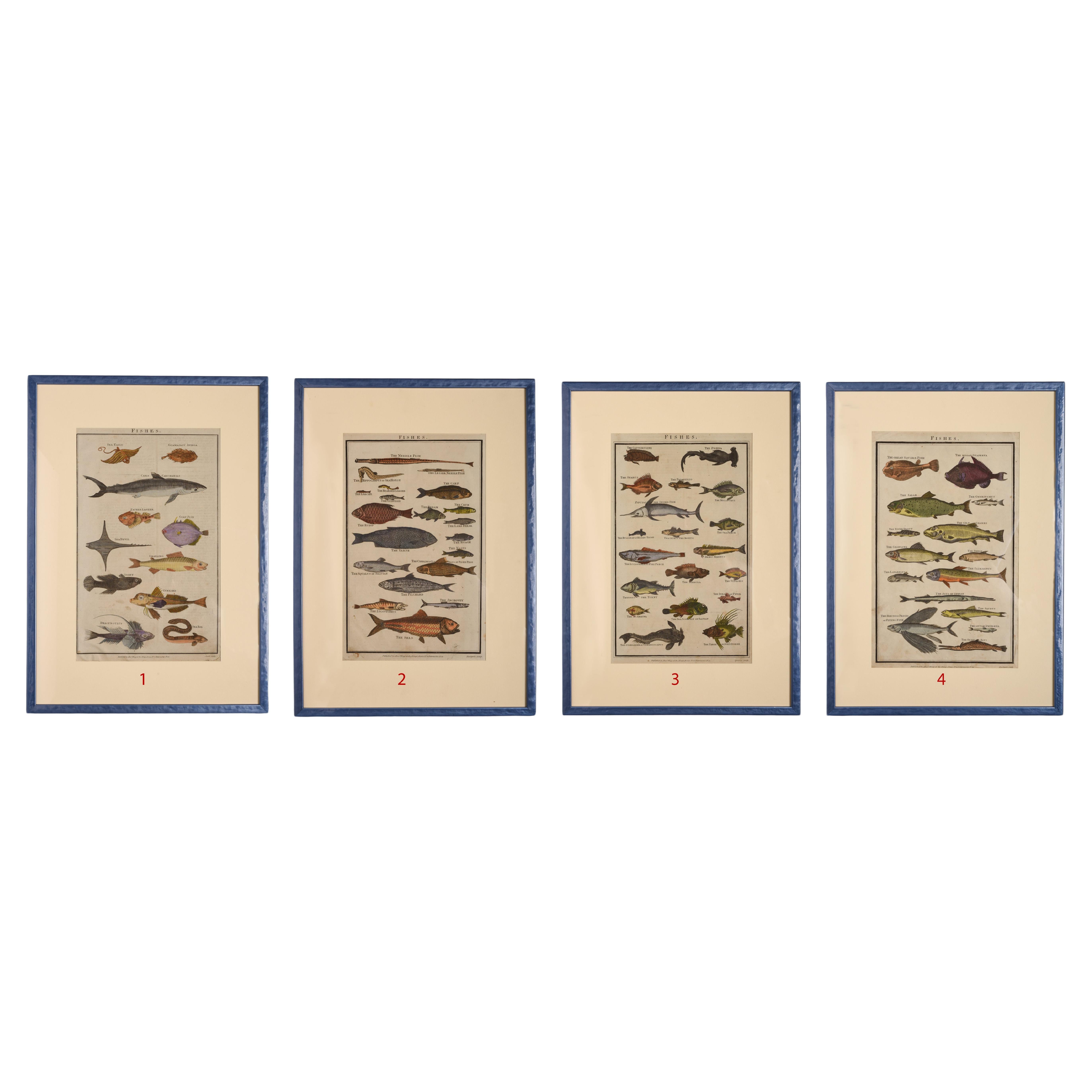 Antique Rare Prints with Fish For Sale