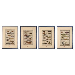 Antique Rare Prints with Fish