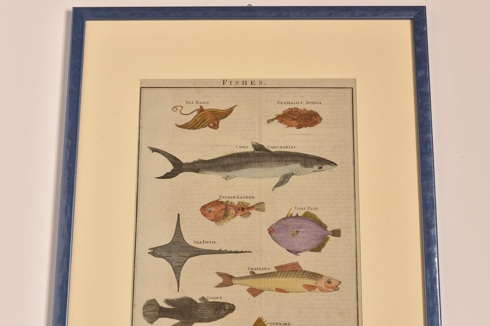 Antique Prints with Fishes For Sale 2