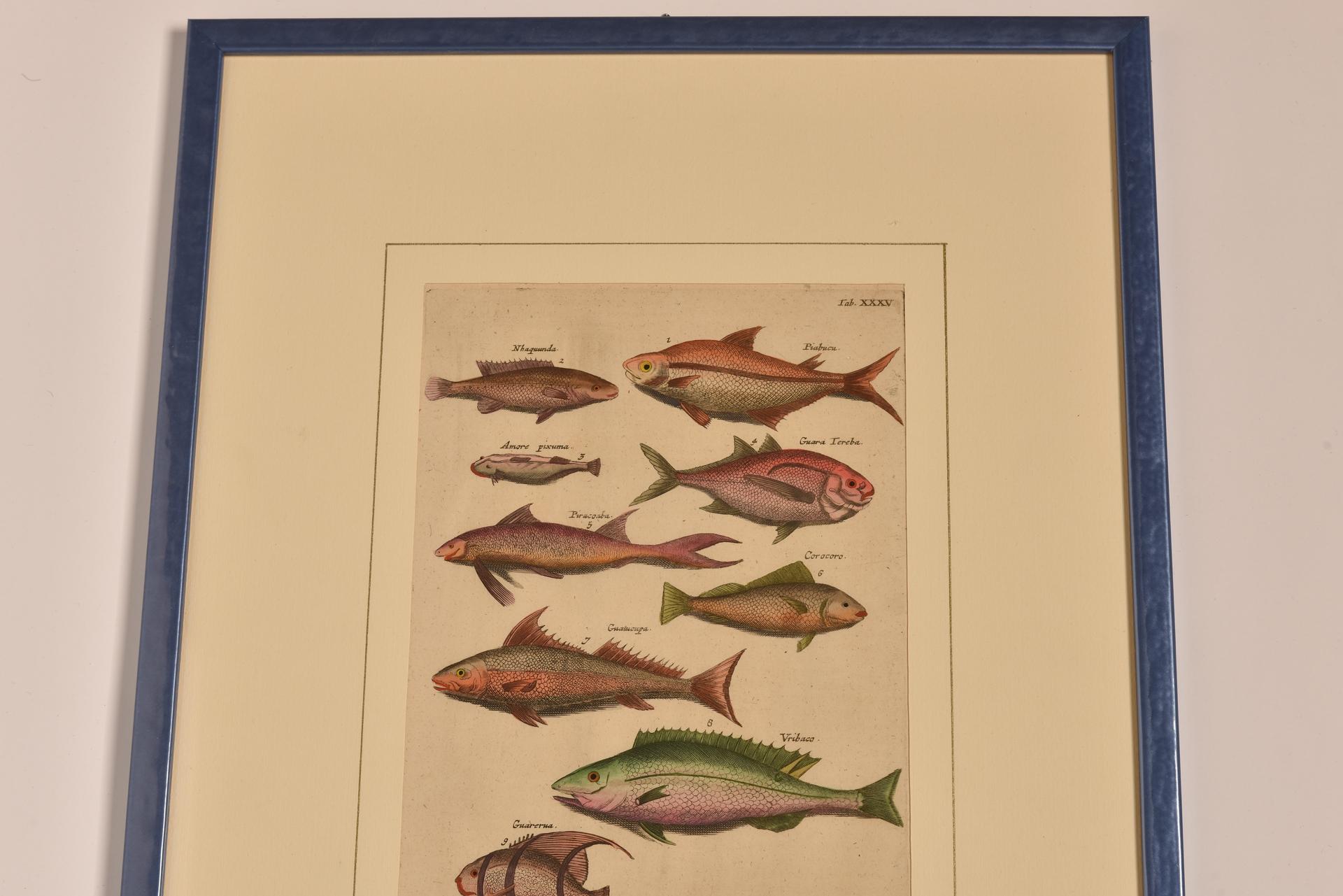 Antique Prints with Fishes Latin Edition For Sale 2