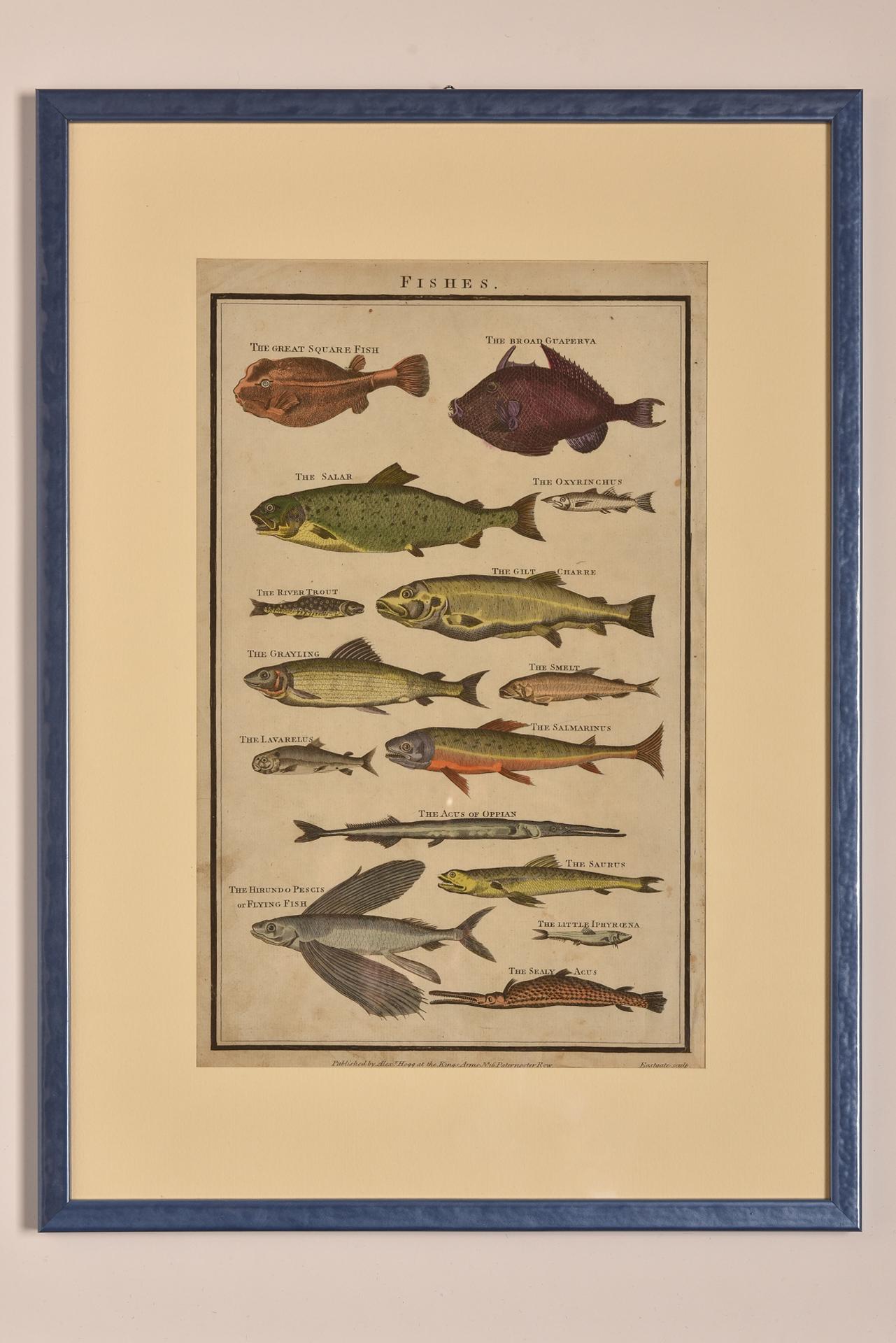 Antique Prints with Fishes For Sale 3