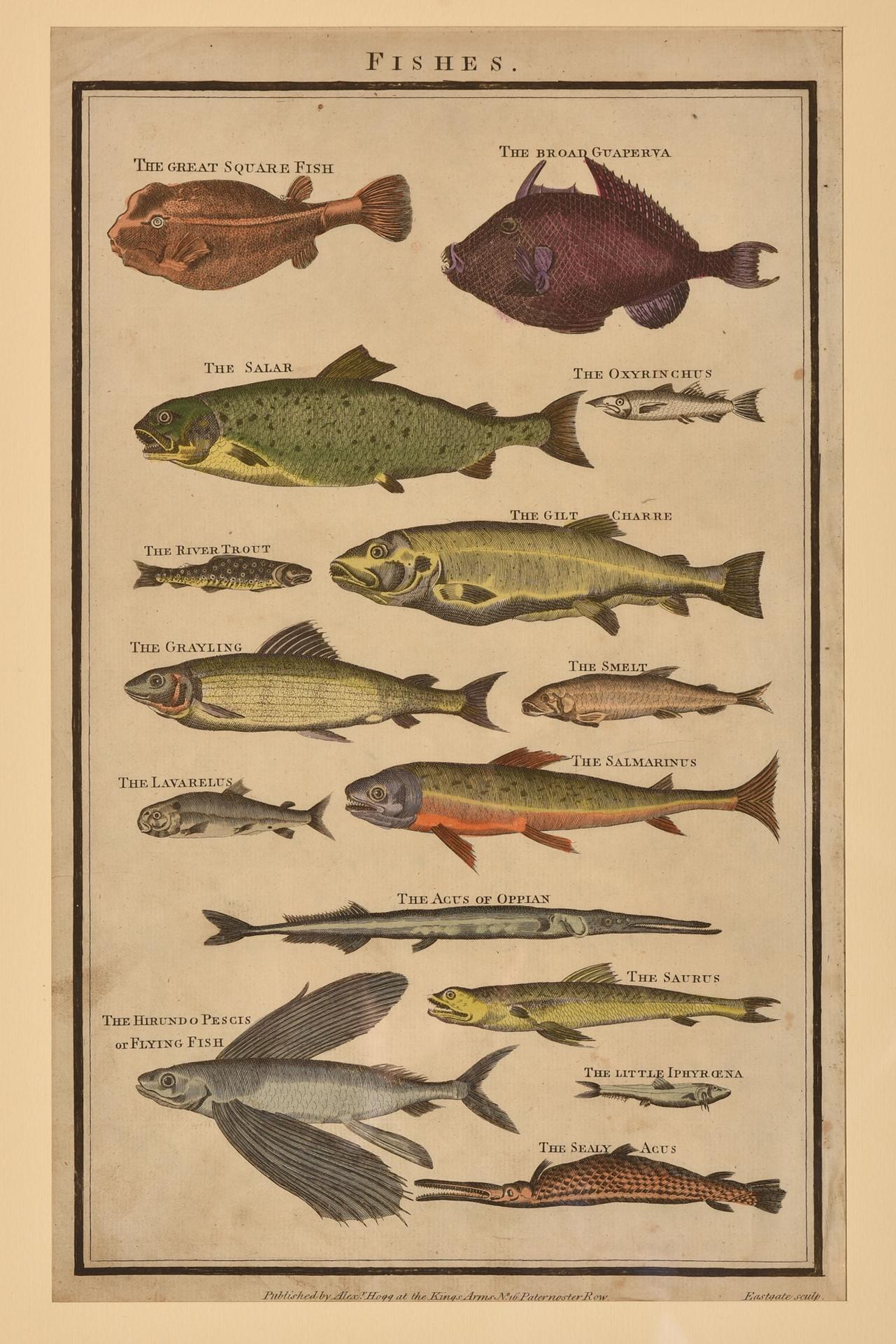 Antique Prints with Fishes For Sale 4