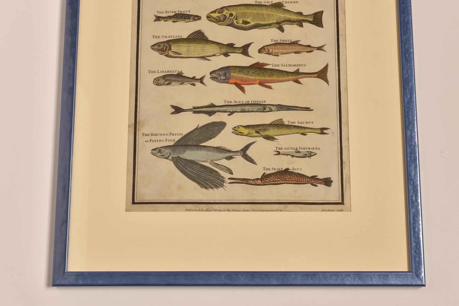 Impressions anciennes avec poissons en vente 5