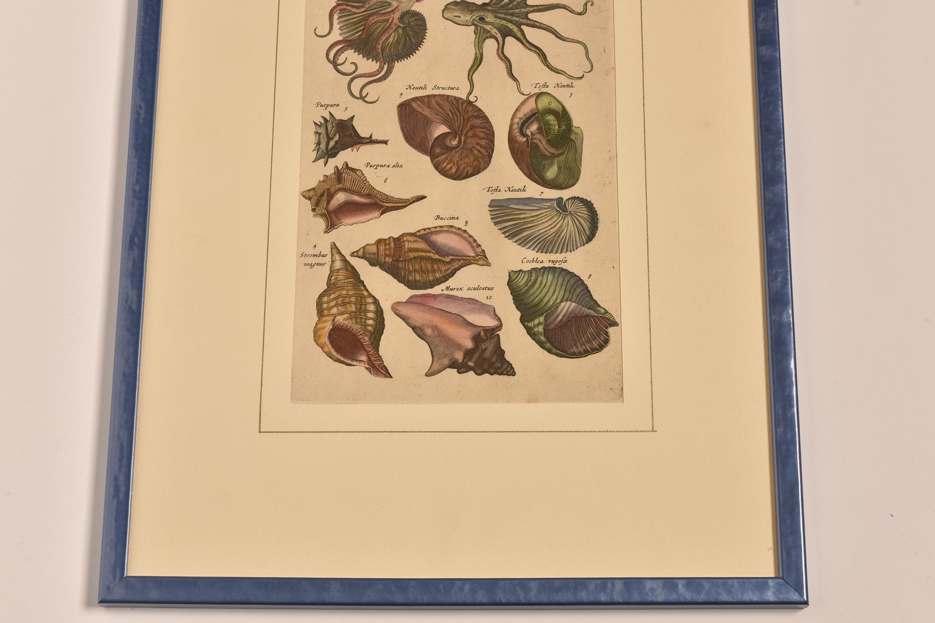 Antique Prints with Fishes Latin Edition For Sale 5