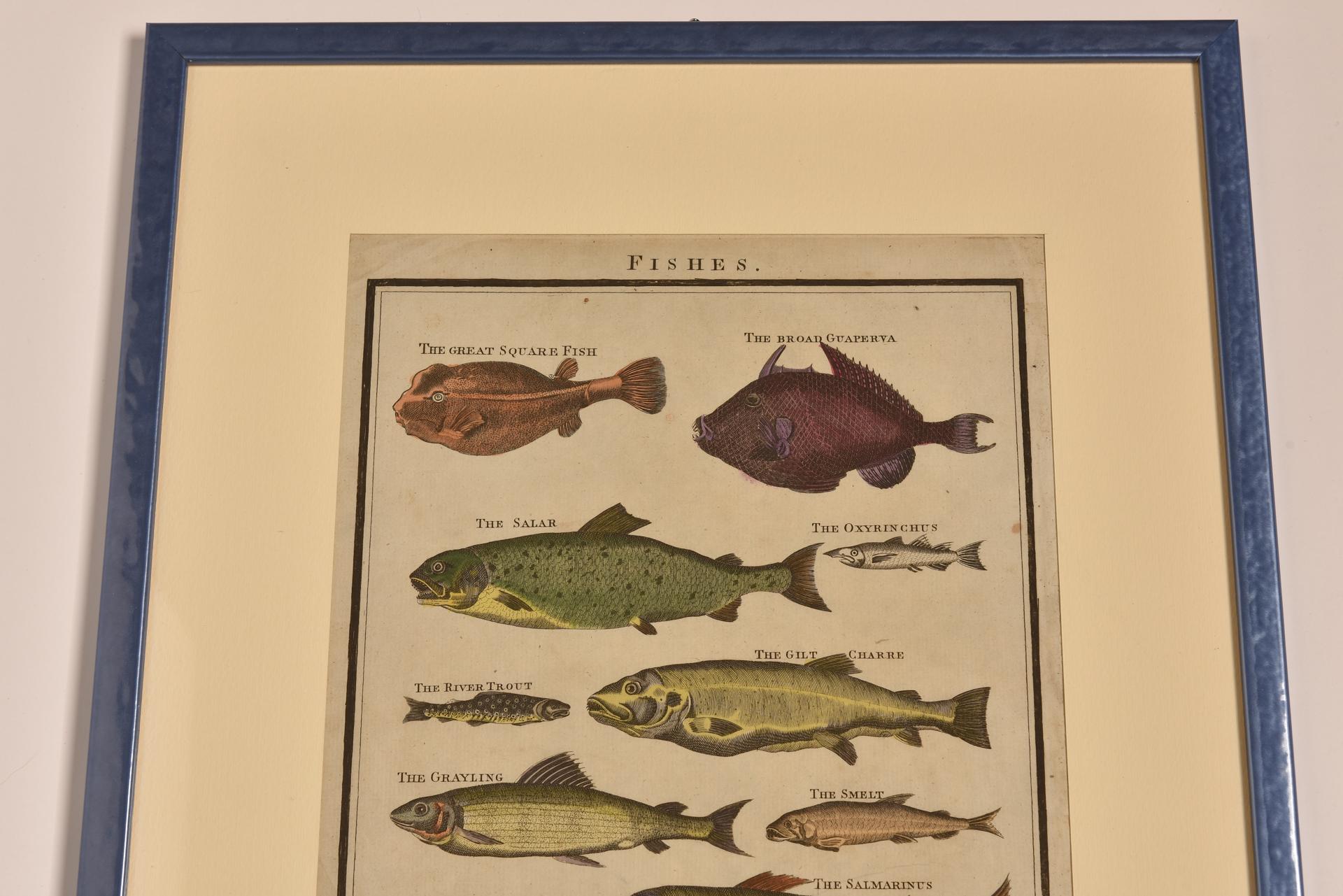 Antique Prints with Fishes For Sale 6
