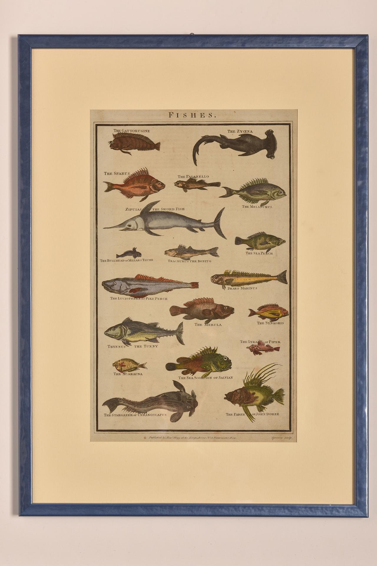 Antique Prints with Fishes For Sale 7