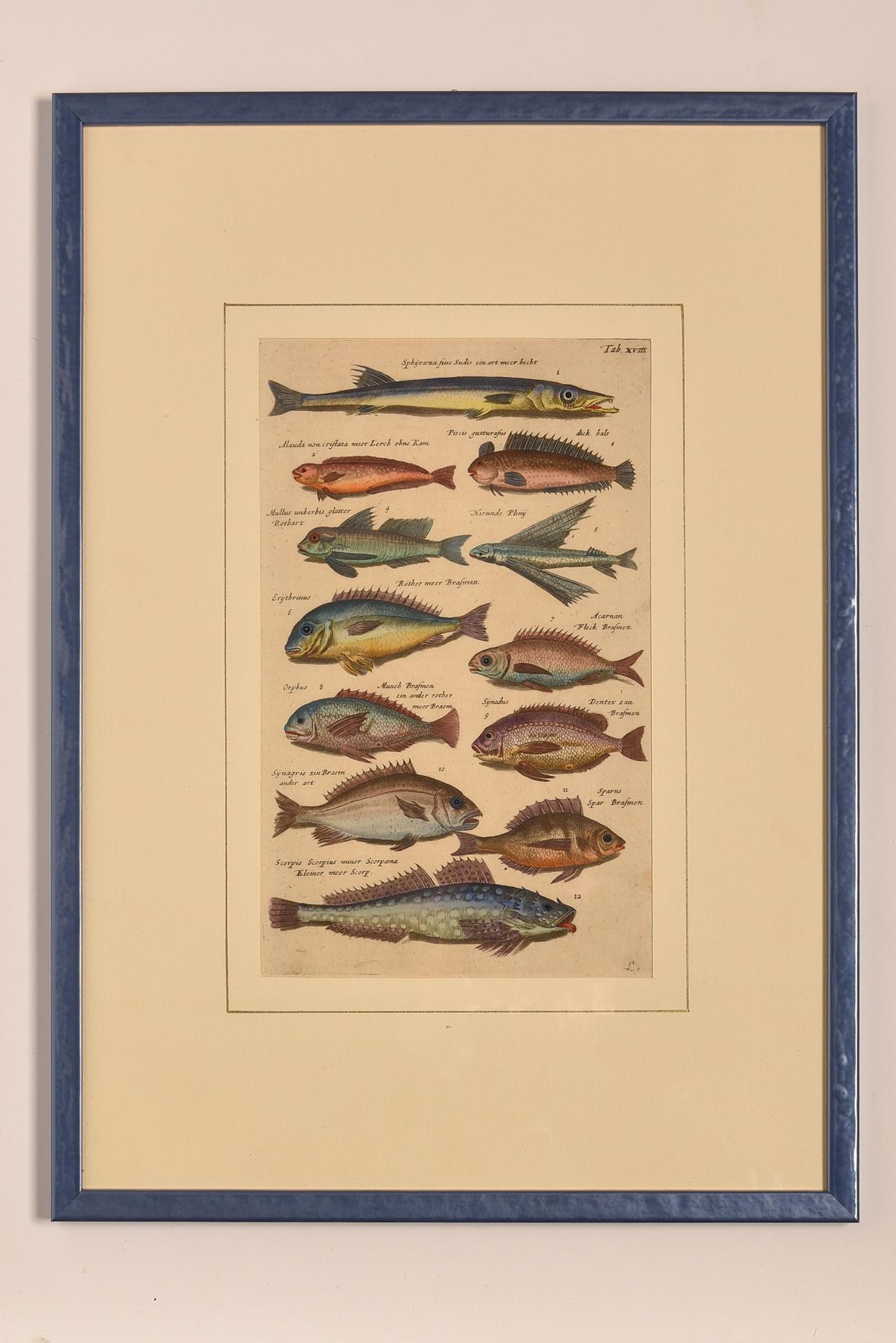 Antique Prints with Fishes Latin Edition For Sale 7