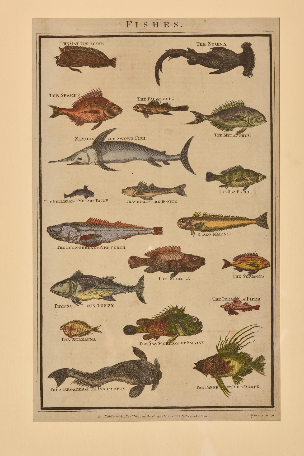 Antique Prints with Fishes For Sale 8