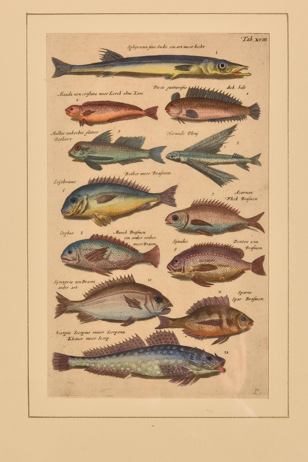 Antique Prints with Fishes Latin Edition For Sale 8