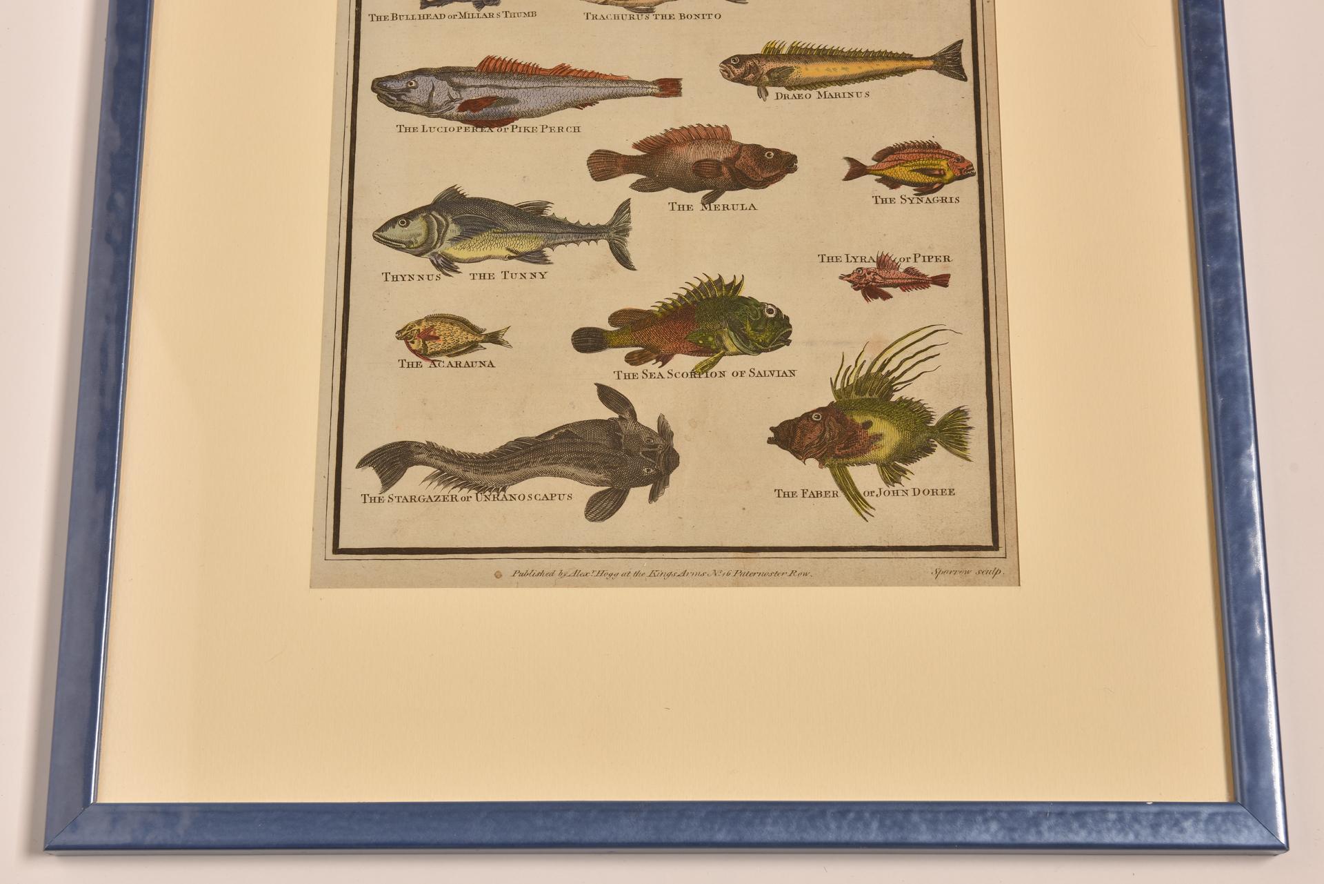 Antique Prints with Fishes For Sale 9