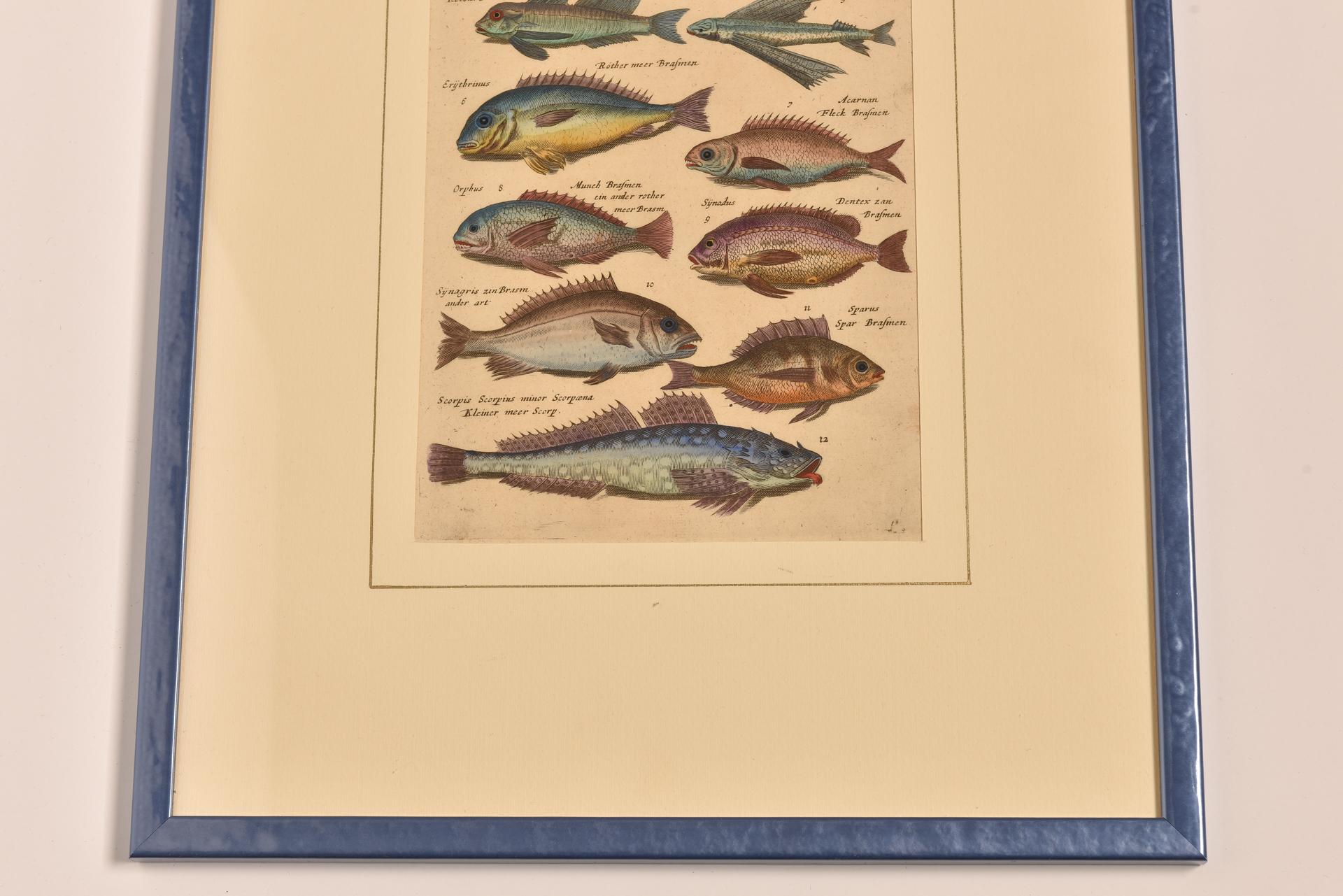 Antique Prints with Fishes Latin Edition For Sale 9