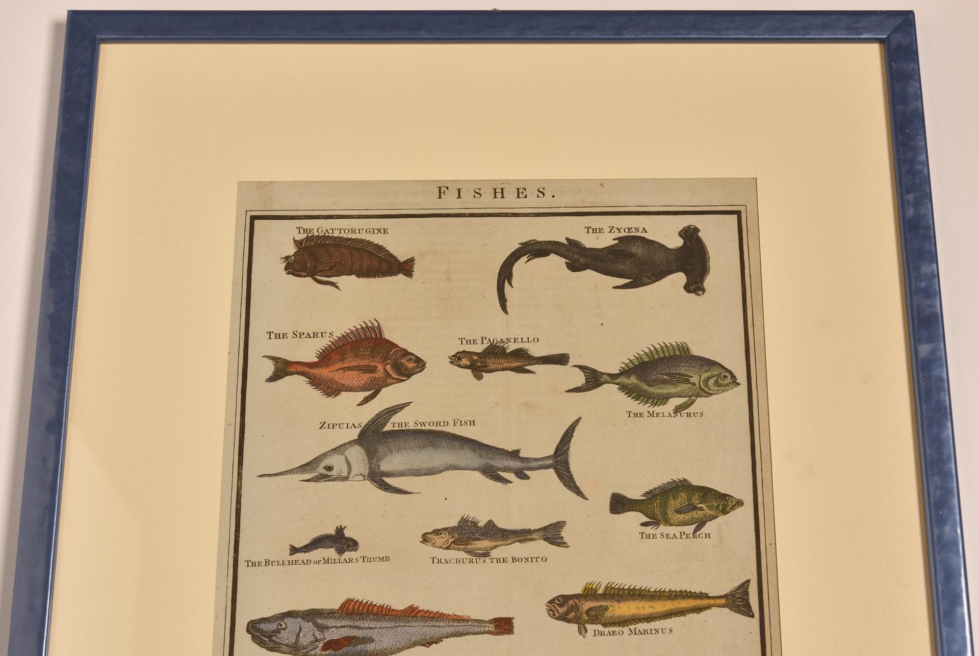 Impressions anciennes avec poissons en vente 10