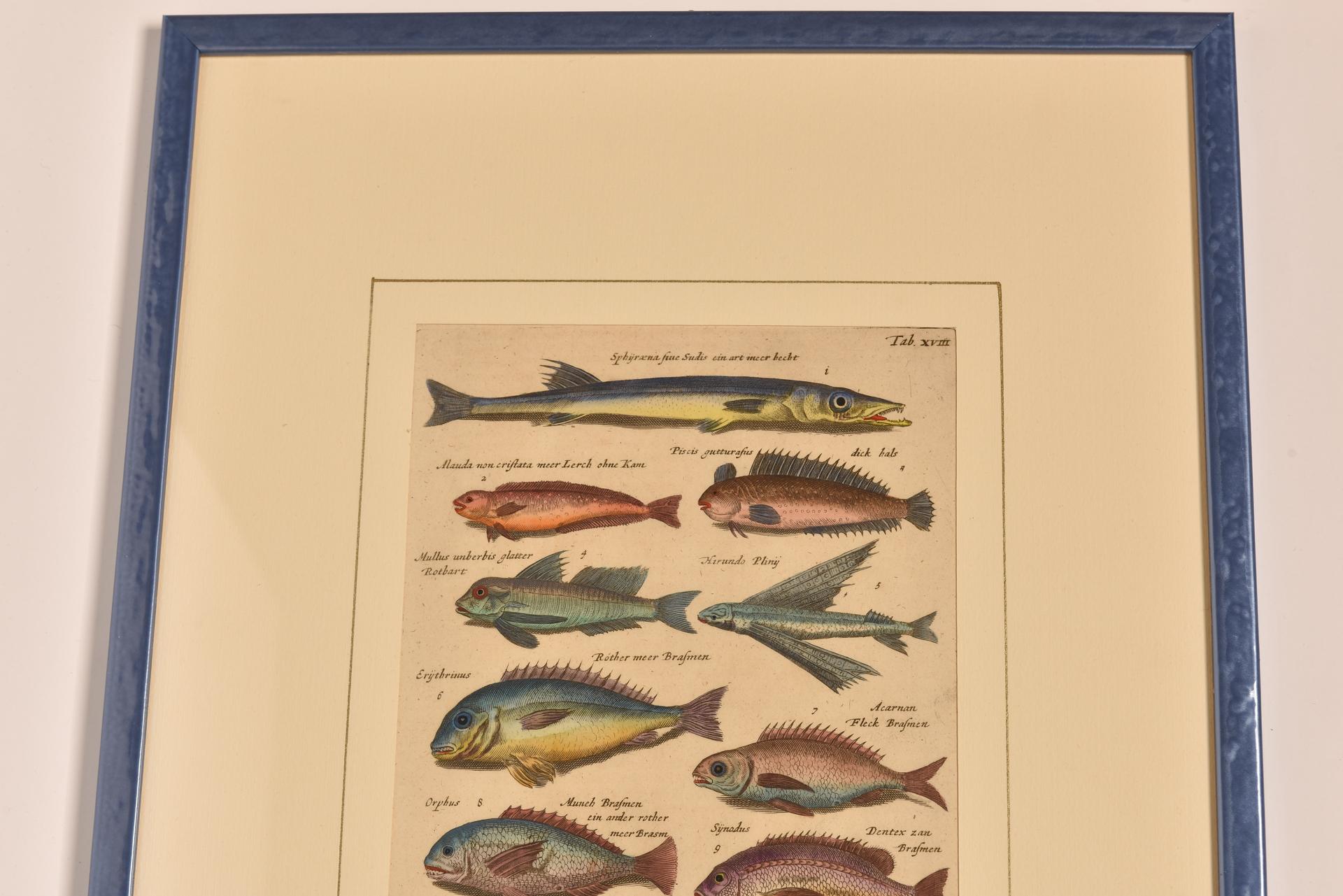 Antique Prints with Fishes Latin Edition For Sale 10