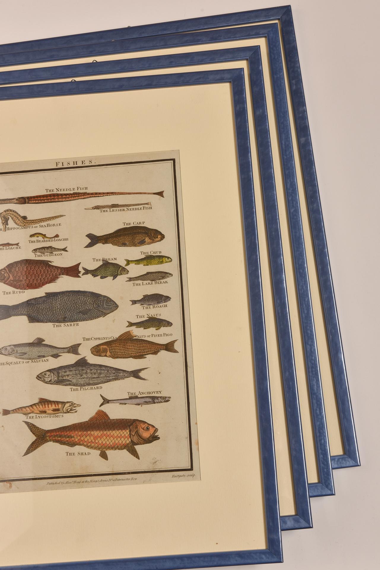 Antique Prints with Fishes For Sale 11
